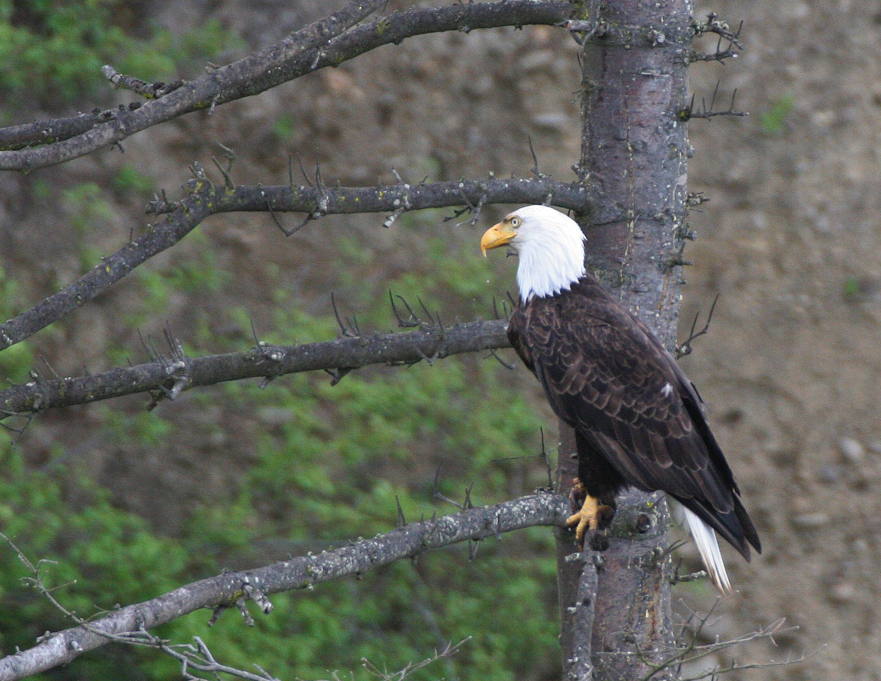 Haliaeetus leucocephalus - AMERICAN BALD EAGLE - LAKE FARM BLUFFS WASHINGTON (286).JPG