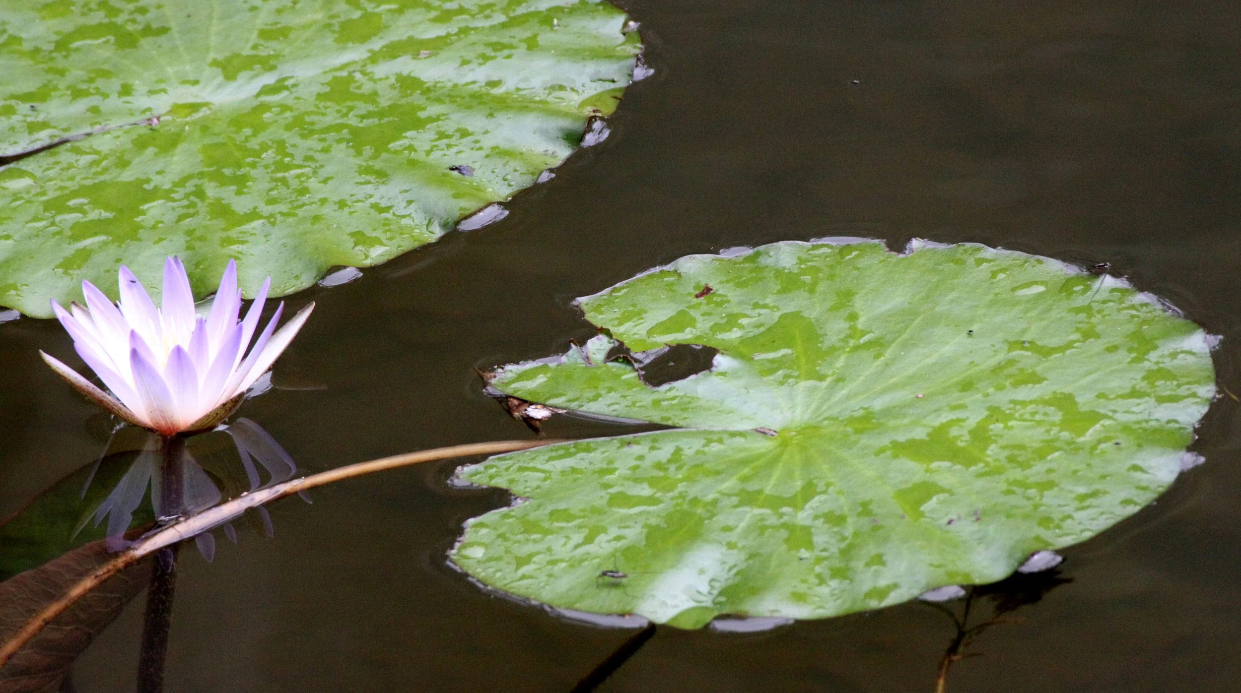 PLANT - LILY - NYMPHAEA SPECIES - MANTADIA NATIONAL PARK MADGASCAR (3).JPG