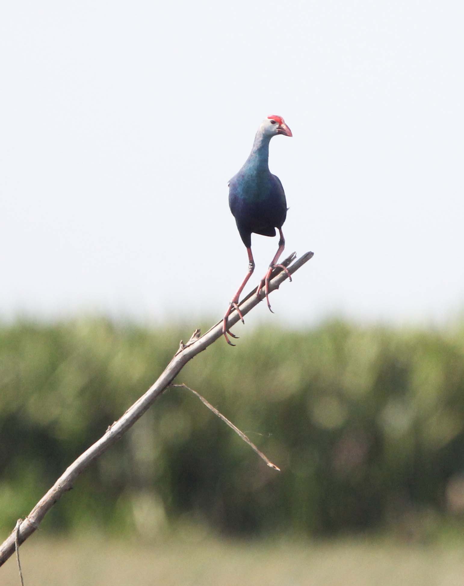Purple Swamphen (Porphyrio porphyrio) Thale Noi Wetlands Patthalung (5).JPG