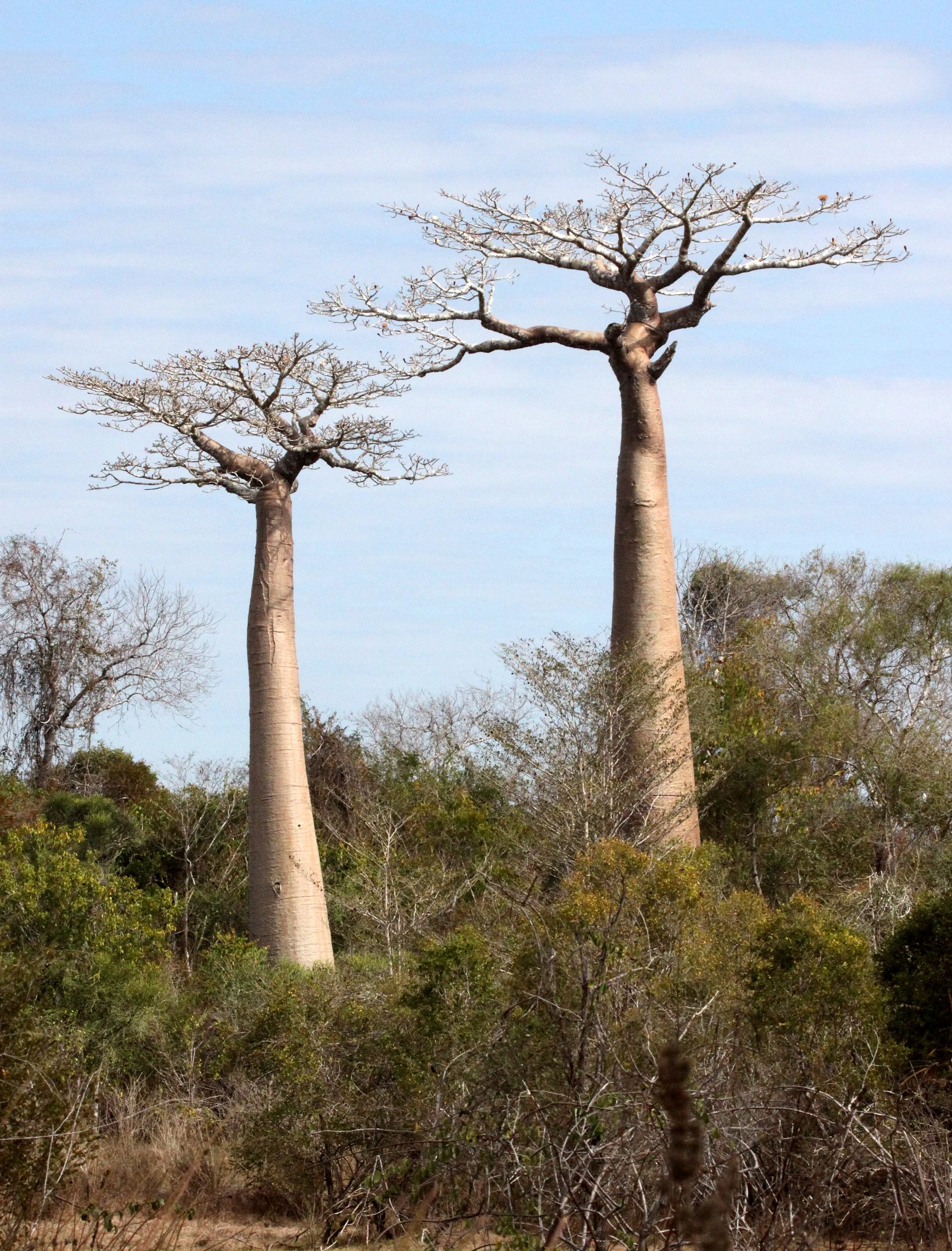 PLANT - BAOBAB - ADANSONIA GRANDIDIERI - AVENUE DU BAOBABS - KIRINDY NATIONAL PARK - MADAGASCAR (13).JPG