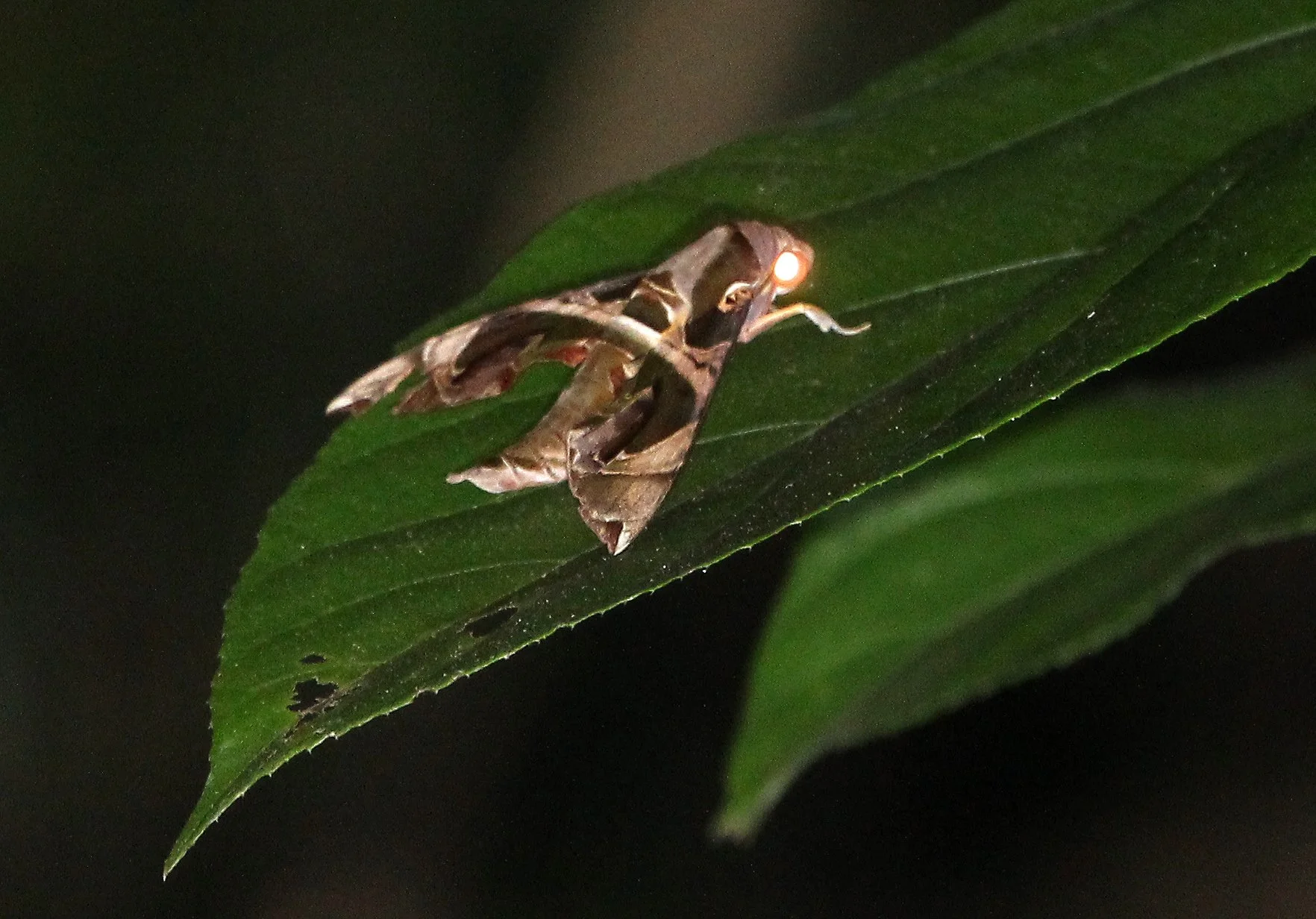 Sphingidae - Daphnis hypothous - Khao Yai NP, Thailand