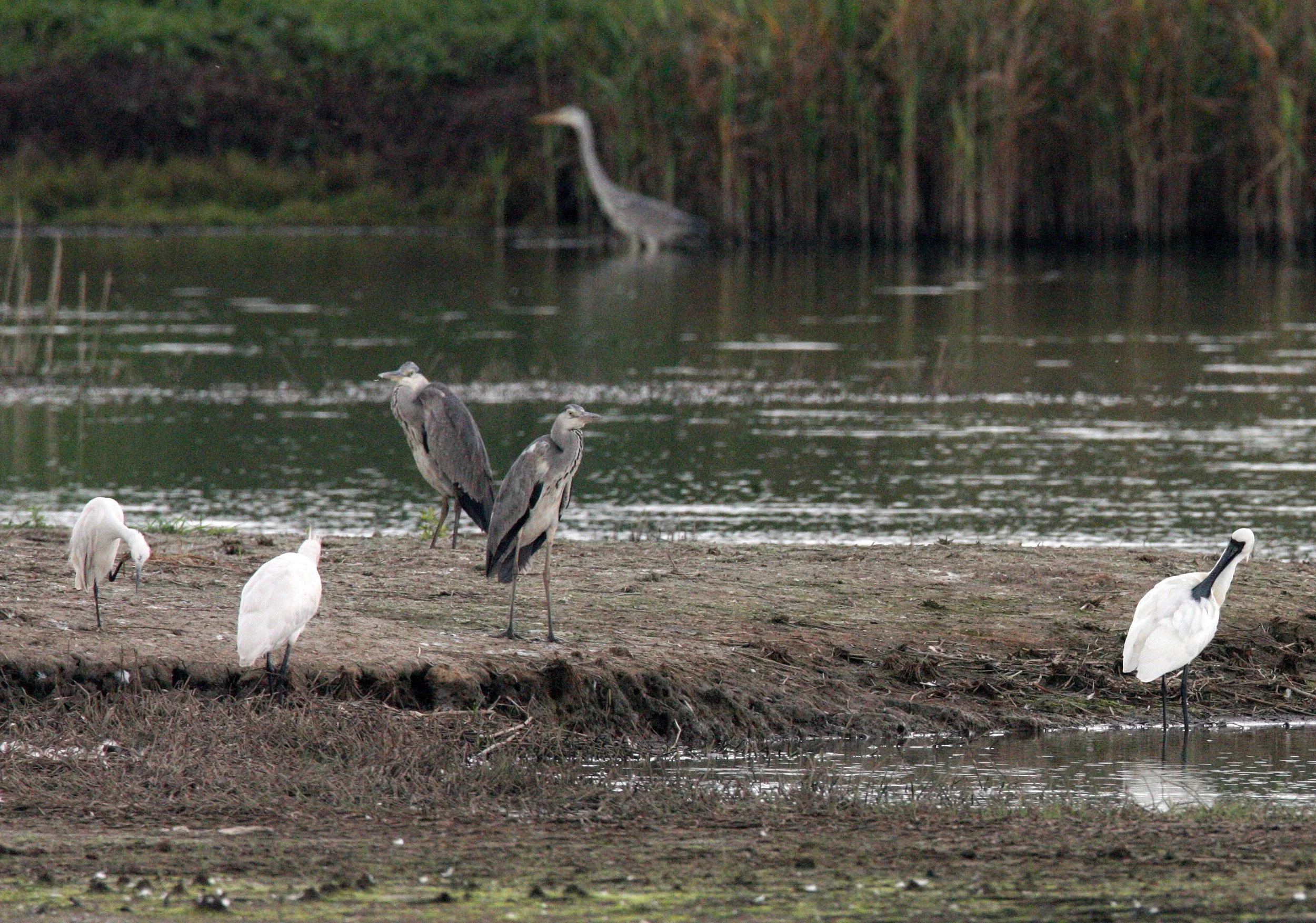 SPOONBILL - BLACK-FACED SPOONBILL - Platalea minor - MAI PO WETLANDS HONG KONG (152).JPG