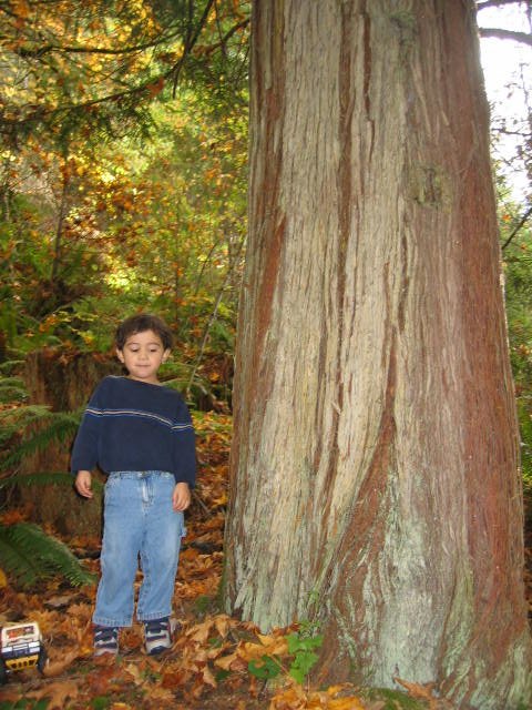 2005-10-22 WALK IN TO OLYMPIC RAINFOREST (5).JPG