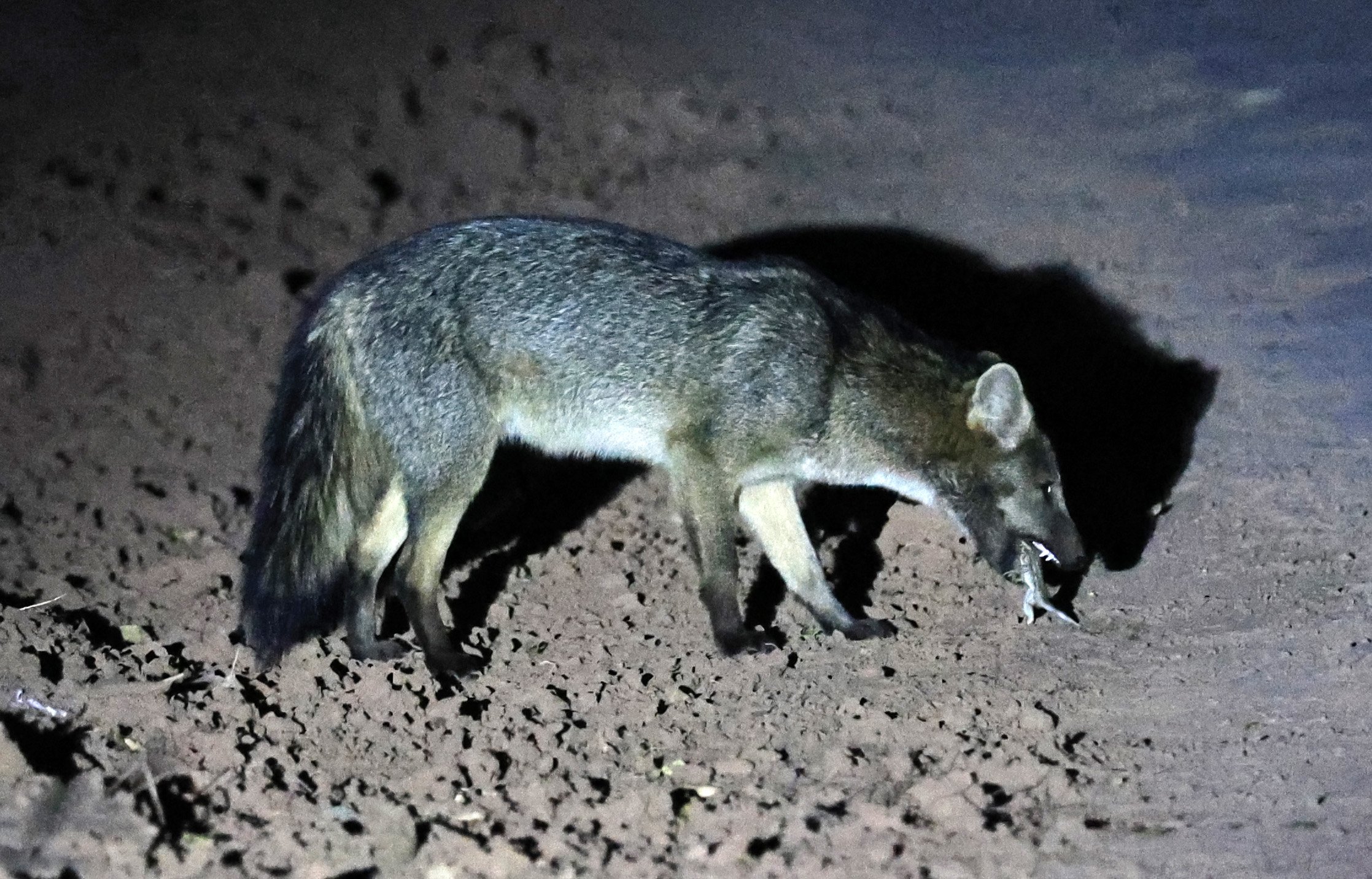 Crab-eating Fox (Cerdocyon thous) Agua Dulce Paraguay (41).jpg