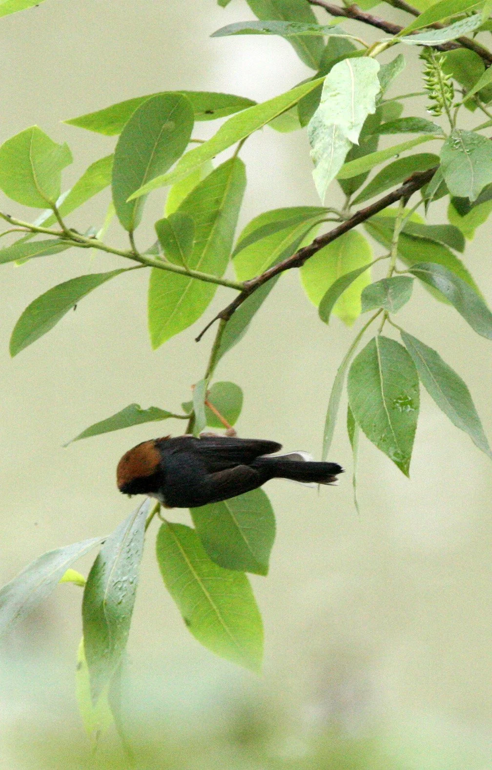 Black-throated Bushtit (Aegithalos concinnus) Hongcun Village, Anhui China (9).JPG