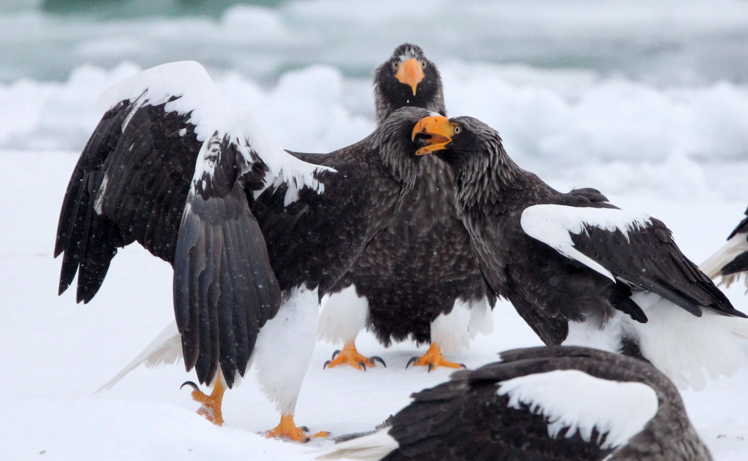 Haliaeetus pelagicus - STELLER'S SEA EAGLE - RAUSU, SHIRETOKO PENINSULA, HOKKAIDO JAPAN (195).JPG