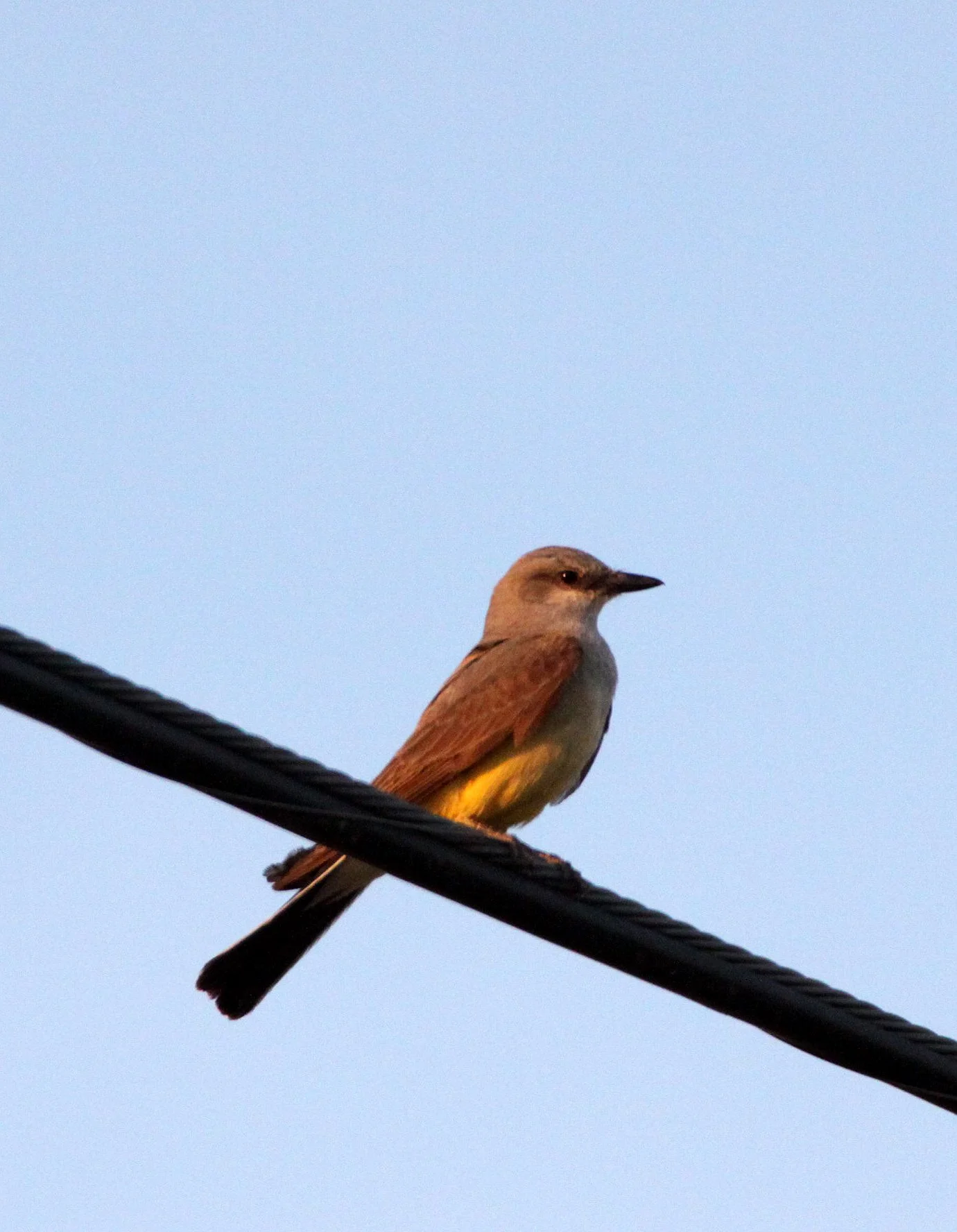 BIRD - KINGBIRD - WESTERN KINGBIRD - ELEPHANT BUTTE STATE PARK NEW MEXICO.JPG