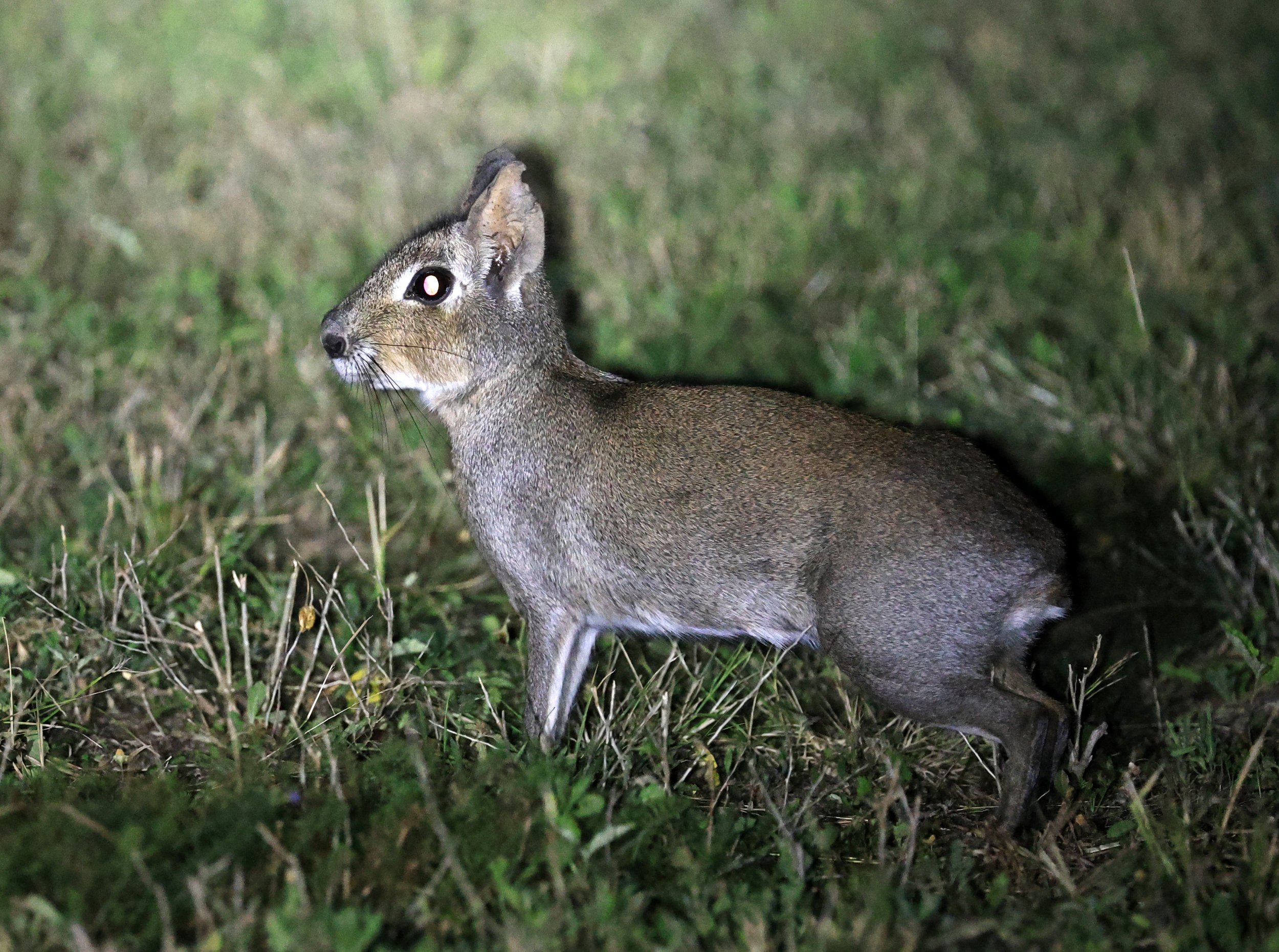Chacoan Mara (Dolichotis salinicola) Estancia Campo'í Paraguay (93).jpg