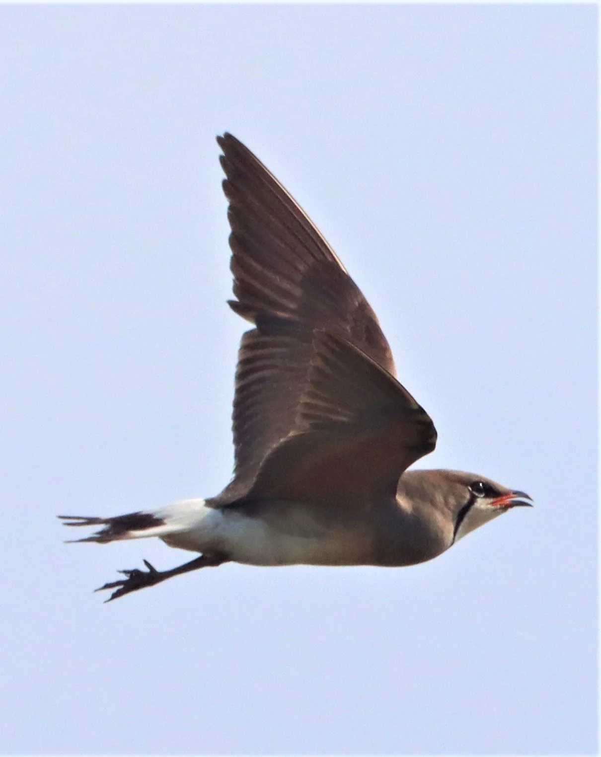 PRATINCOLE - ORIENTAL PRATINCOLE - Glaveola maldivarum -  PATHUM THANI RICE RESEARCH CENTER (30).jpg
