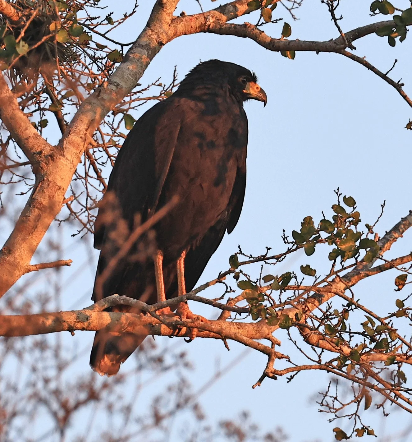 Zone-tailed Hawk (Buteo albonotatus) Agua Dulce Paraguay (5).jpg