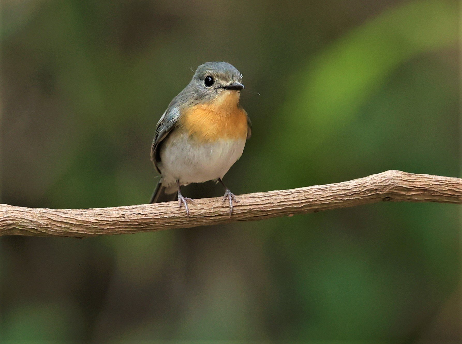 FLYCATCHER - INDOCHINESE BLUE-FLYCATCHER - Cyornis sumatrensis - SRI SATCHANALAI NP MANAO WATERHOLE MAY 1 2022 (2).jpg