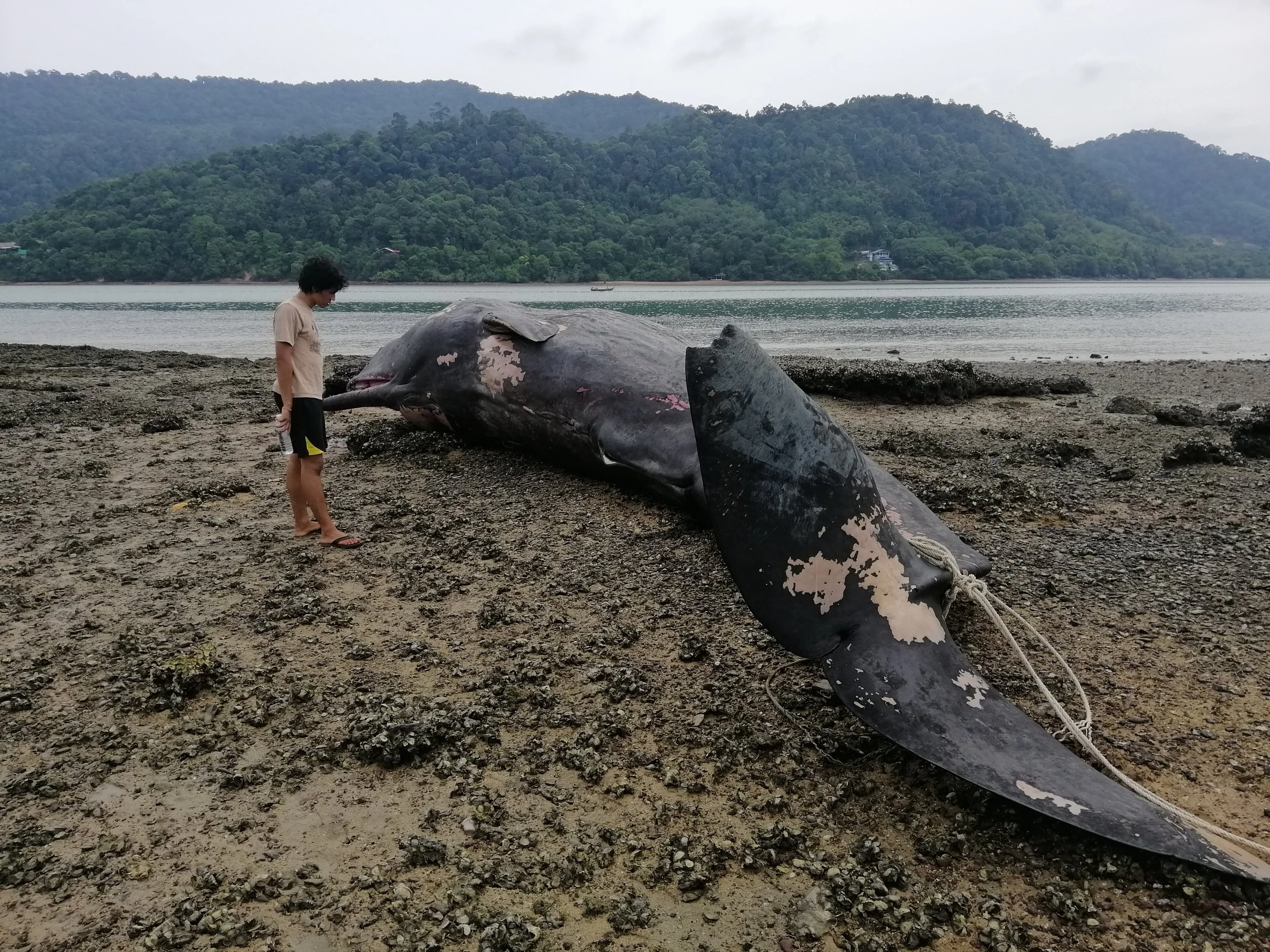 2019 Koh Lanta Dead Sperm Whale Summer Trip (19).jpg