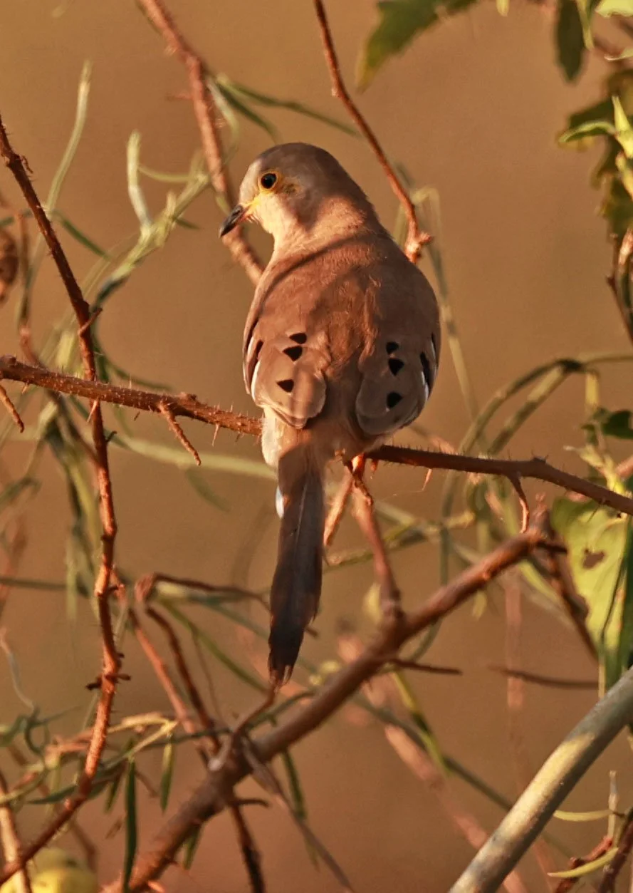 Long-tailed Ground-Dove (Uropelia campestris) Pantanal, Pouso Alegre Lodge, Brazil (11).jpg