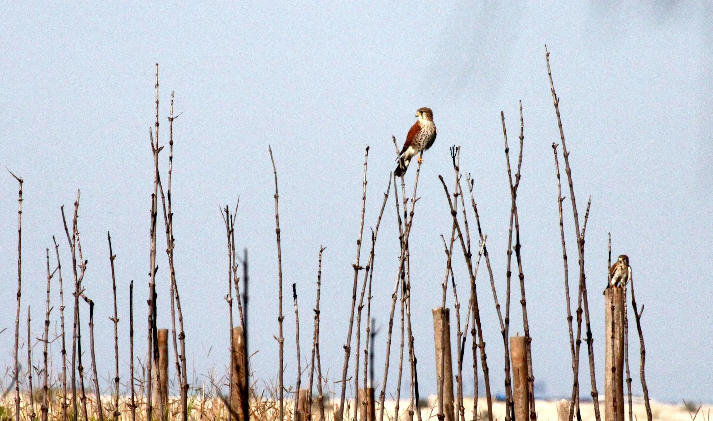 BIRD - KESTREL - MADAGASCAR KESTREL - MORONDAVA MADAGASCAR.JPG
