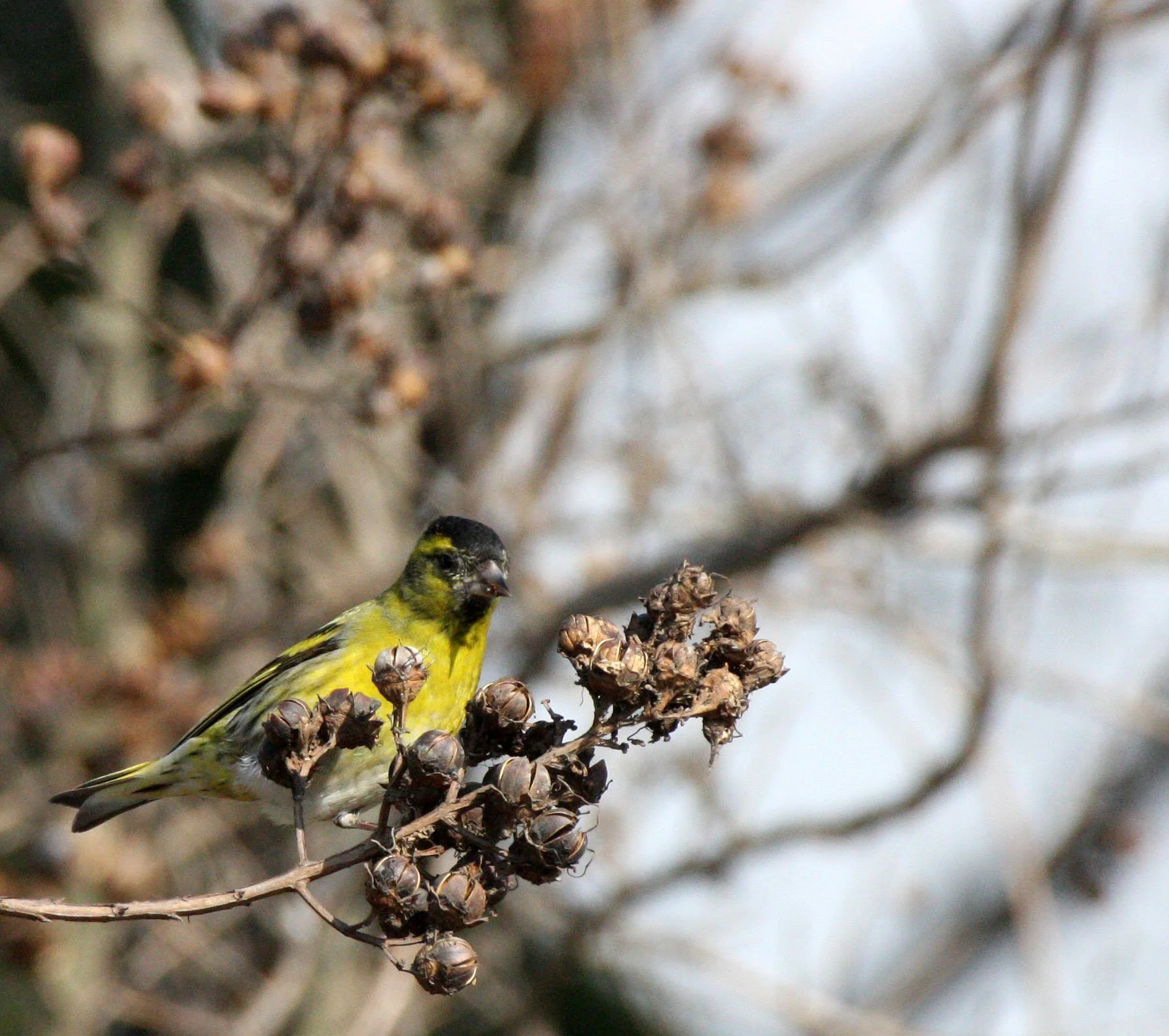 Eurasian Siskin (Spinus spinus) Links Golf Course, Pudong Shanghai China (5).JPG
