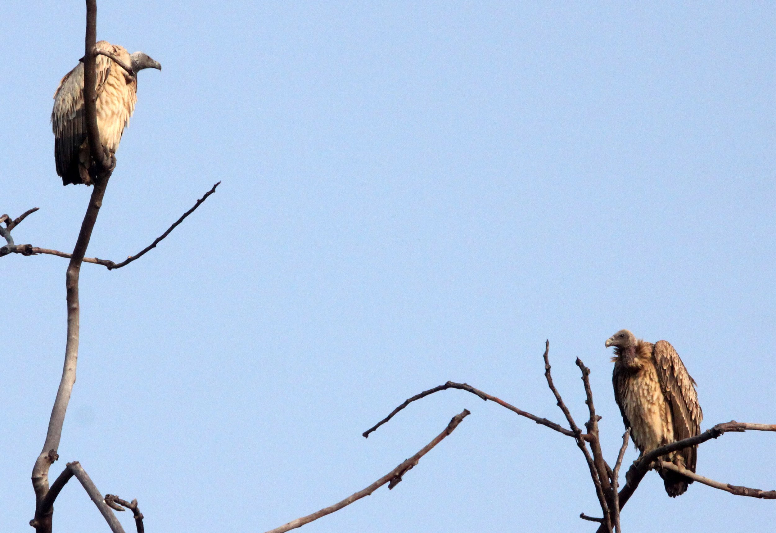 Gyps indicus - LONG-BILLED VULTURE - BANDHAVGAR NATIONAL PARK INDIA (14).JPG