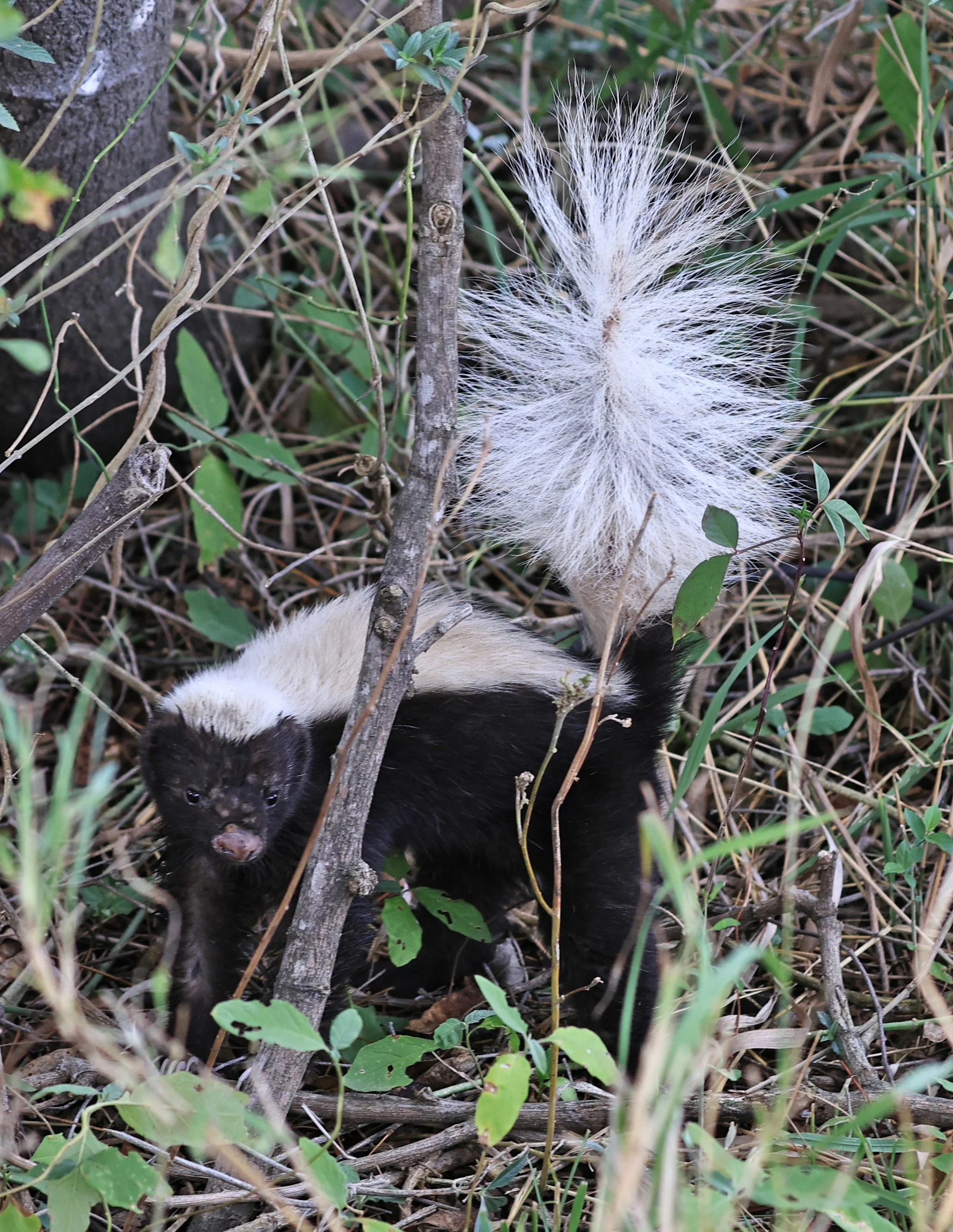 Molina's Hog-nosed Skunk (Conepatus chinga) Estancia Campo'i Paraguay  (8).jpg