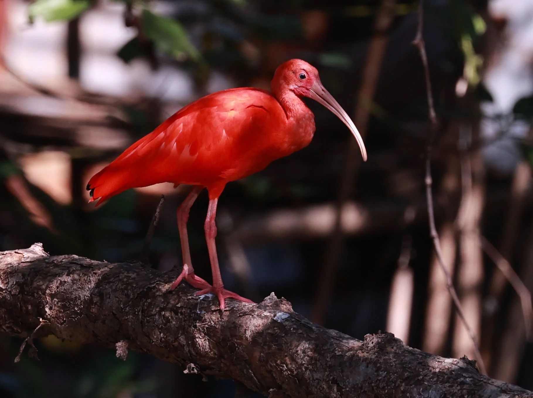 Ibis - Scarlet Ibis - Eudocimus ruber - 29 Songkaow Cafe, Chachoengsao Thailand (80).jpg
