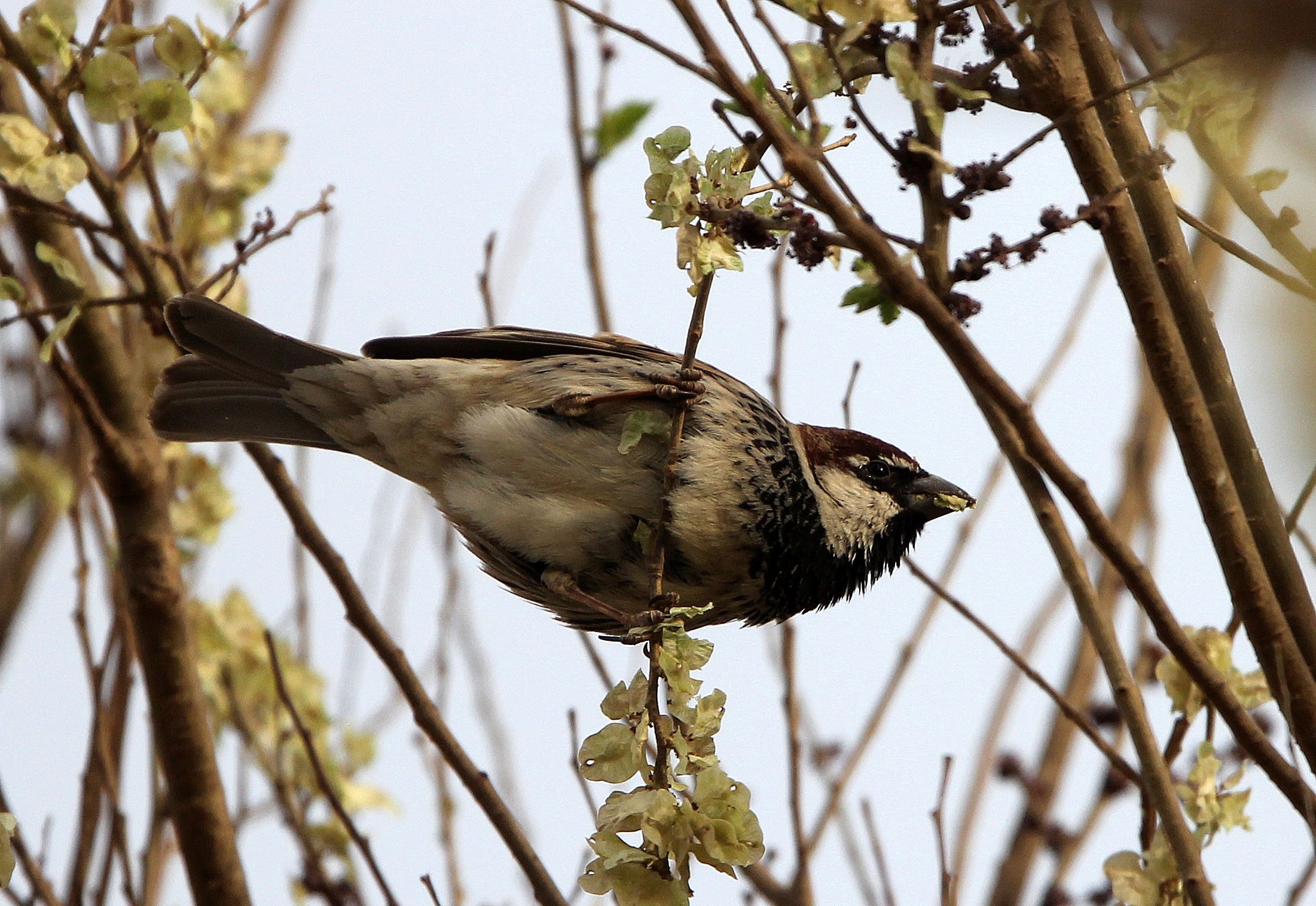 Spanish Sparrow (Passer hispaniolensis) Turpan Xinjiang China (11).JPG