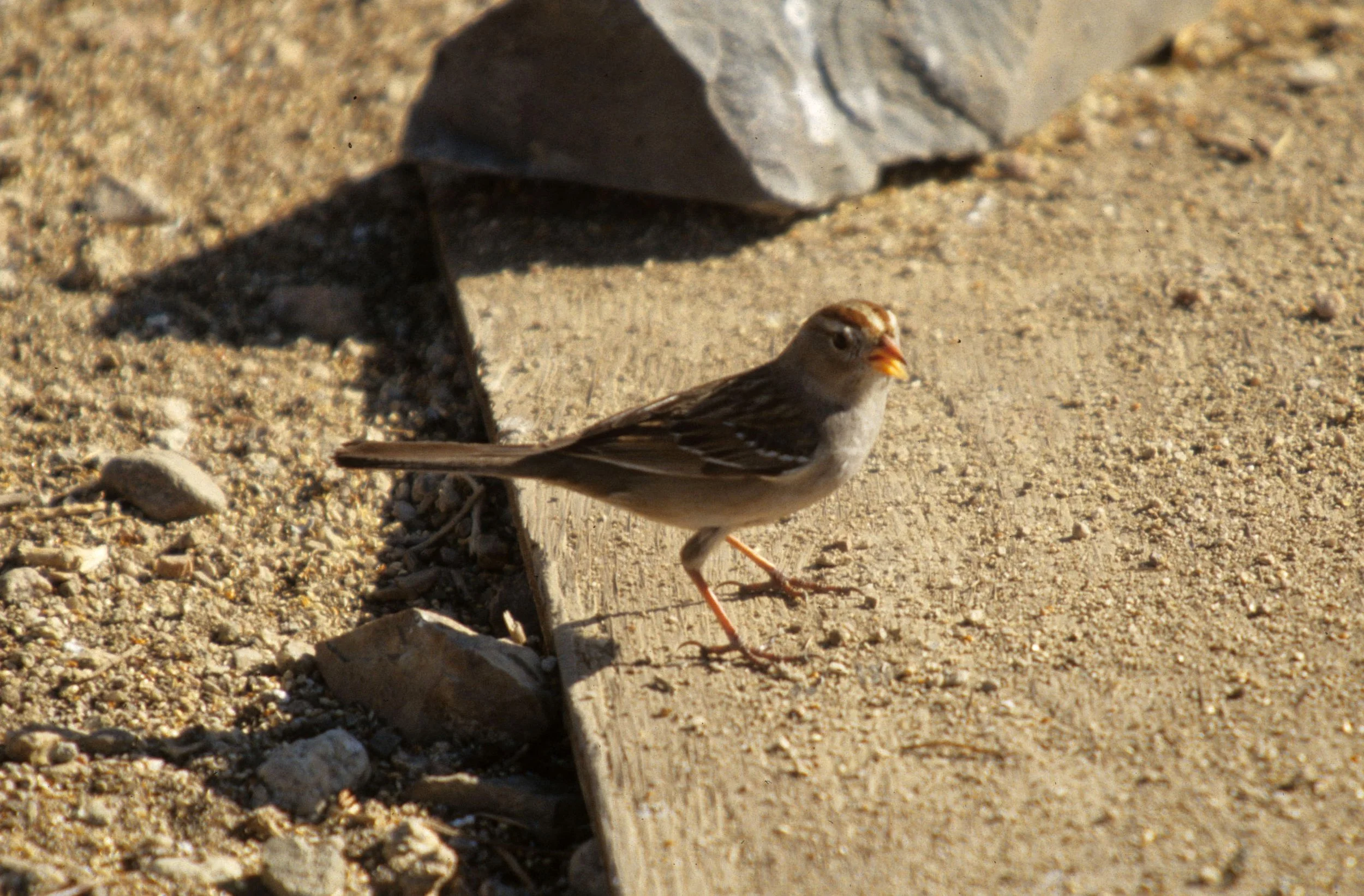 Rufous-crowned Sparrow (Aimophila ruficeps) San Diego California.jpg