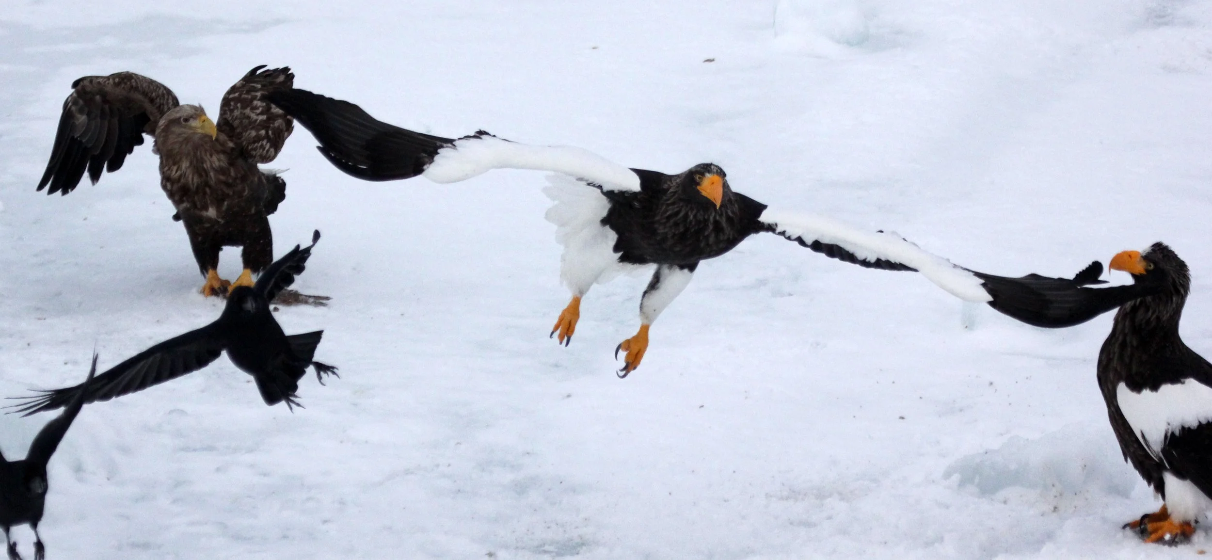 BIRD - EAGLE - STELLER'S SEA EAGLE - RAUSU, SHIRETOKO PENINSULA & NATIONAL PARK - HOKKAIDO JAPAN (65).JPG