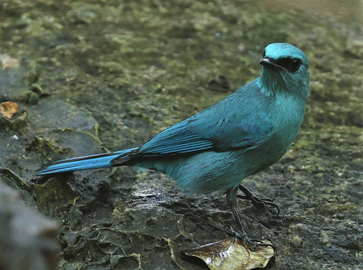 FLYCATCHER - VERDITER FLYCATCHER - Eumyias thalassina - WAT THAM PRATHUM CHONBURI JAN 30 2022 (13).jpg