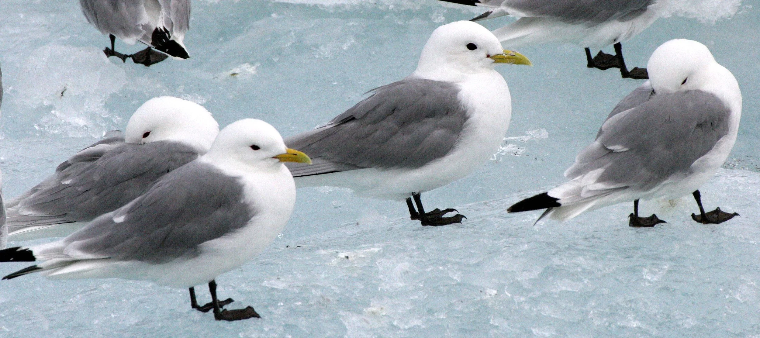 BIRD - KITTIWAKE - BLACK-LEGGED - SVALBARD (38).jpg