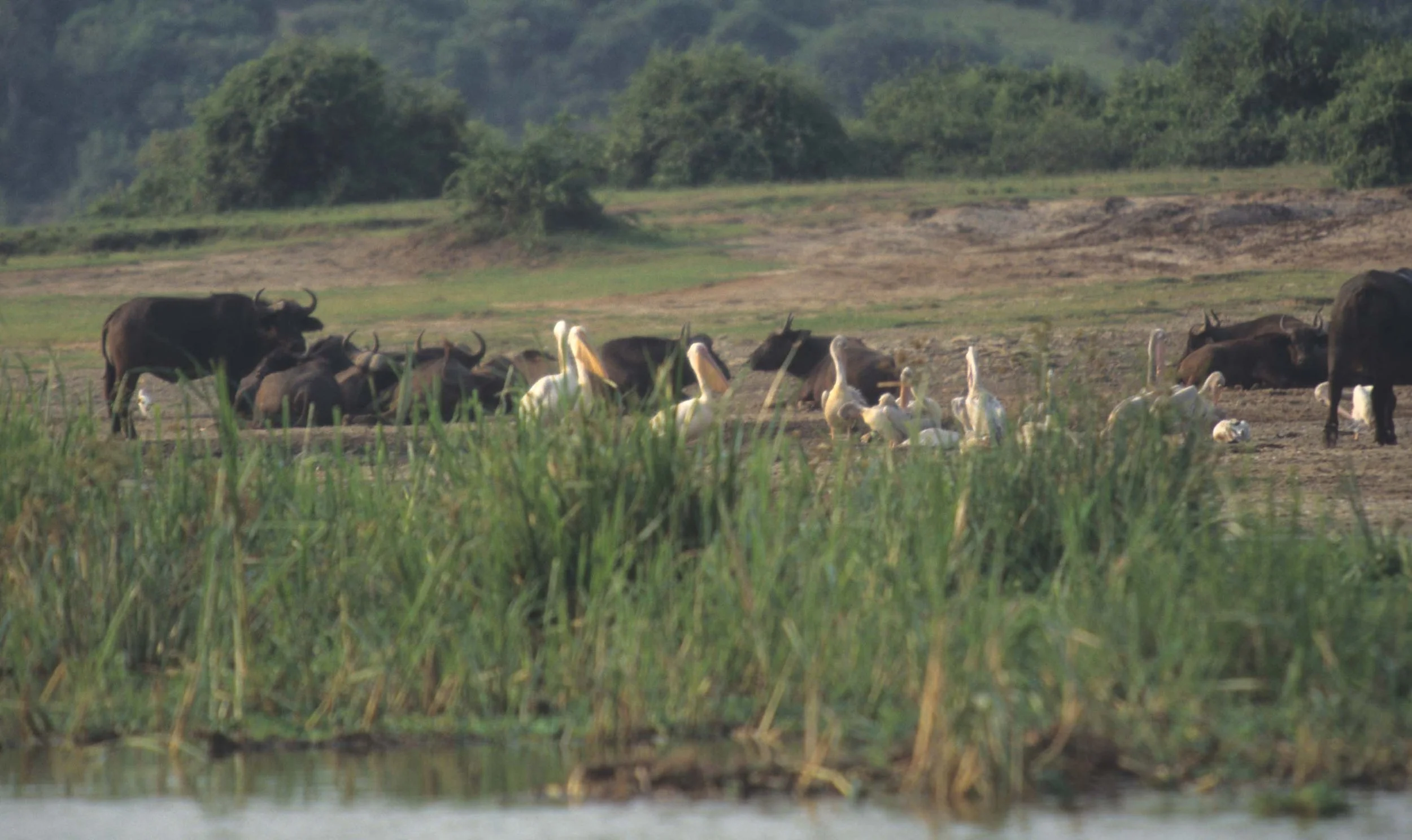 BOVID - CAPE BUFFALO-UGANDA (2).jpg