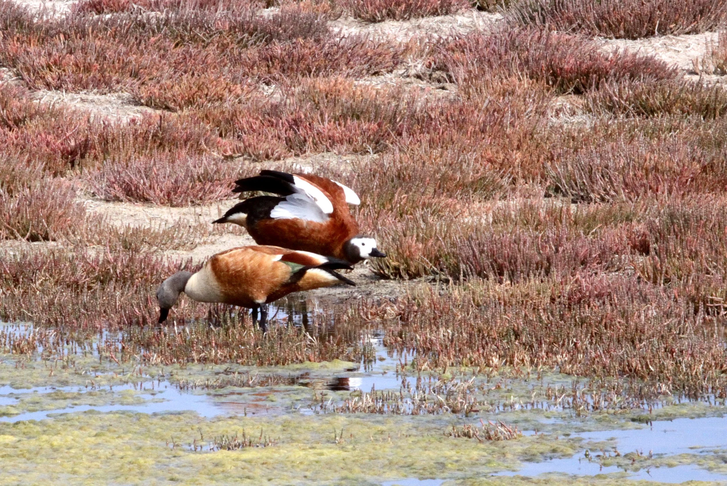 SHELDUCK - SOUTH AFRICAN SHELDUCK - Tadorna tadornoides - ELAND'S BAY SOUTH AFRICA (37).JPG