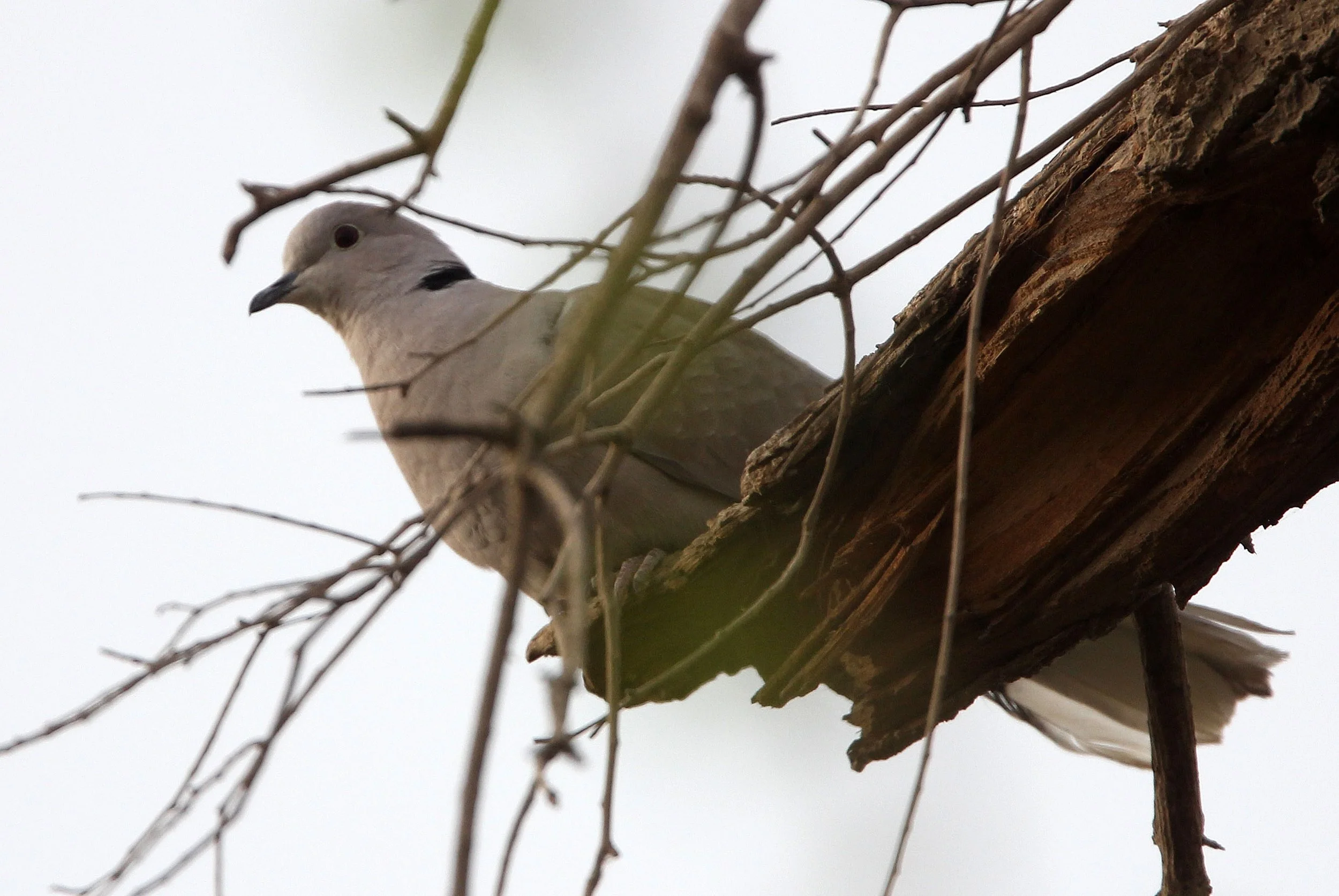Eurasian Collared Dove (Streptopelia decaocto) Turpan Xinjiang China (3).JPG