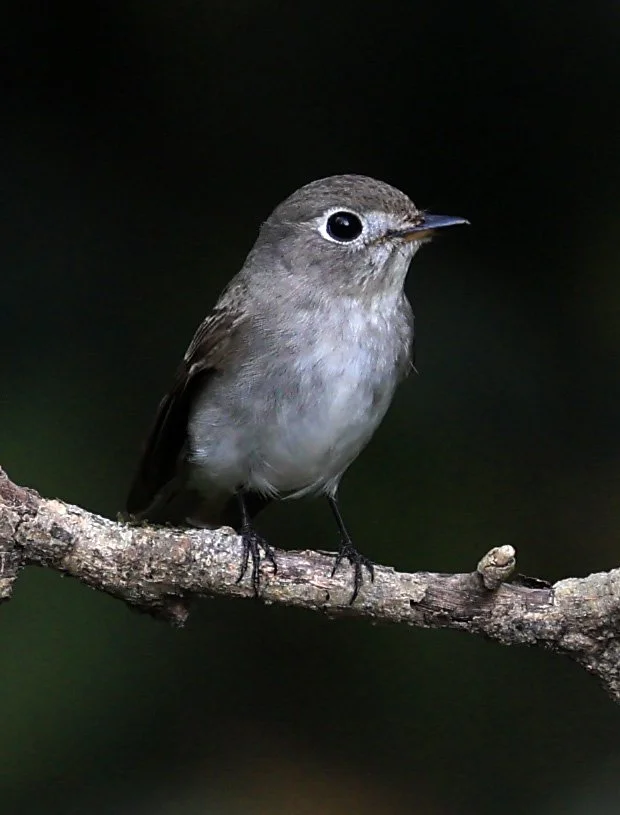 Asian Brown Flycatcher (Muscicapa dauurica) Kaeng Krachan National Park ESS Expedition 2026 (8).jpg