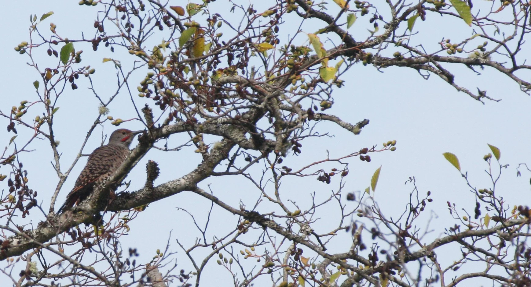 BIRD - WOODPECKER - FLICKER - NORTHERN FLICKER (5).JPG