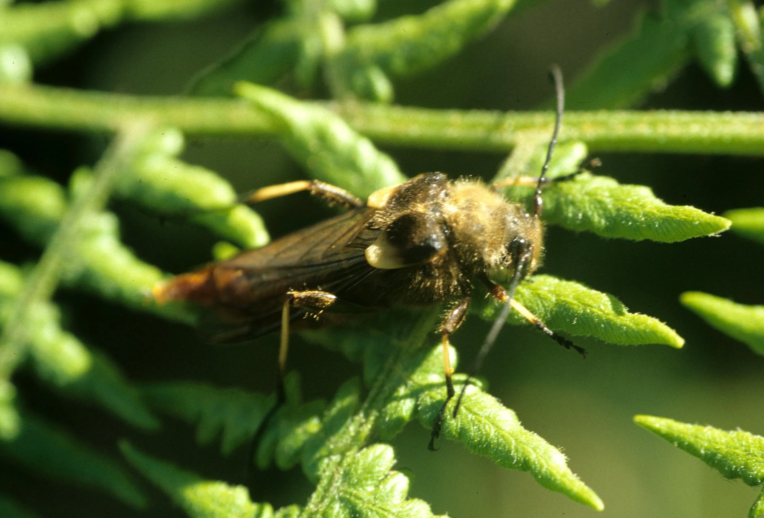 INVERTS - COLEOPTERA - ULOCHAETES LIONENSIS (2).jpg