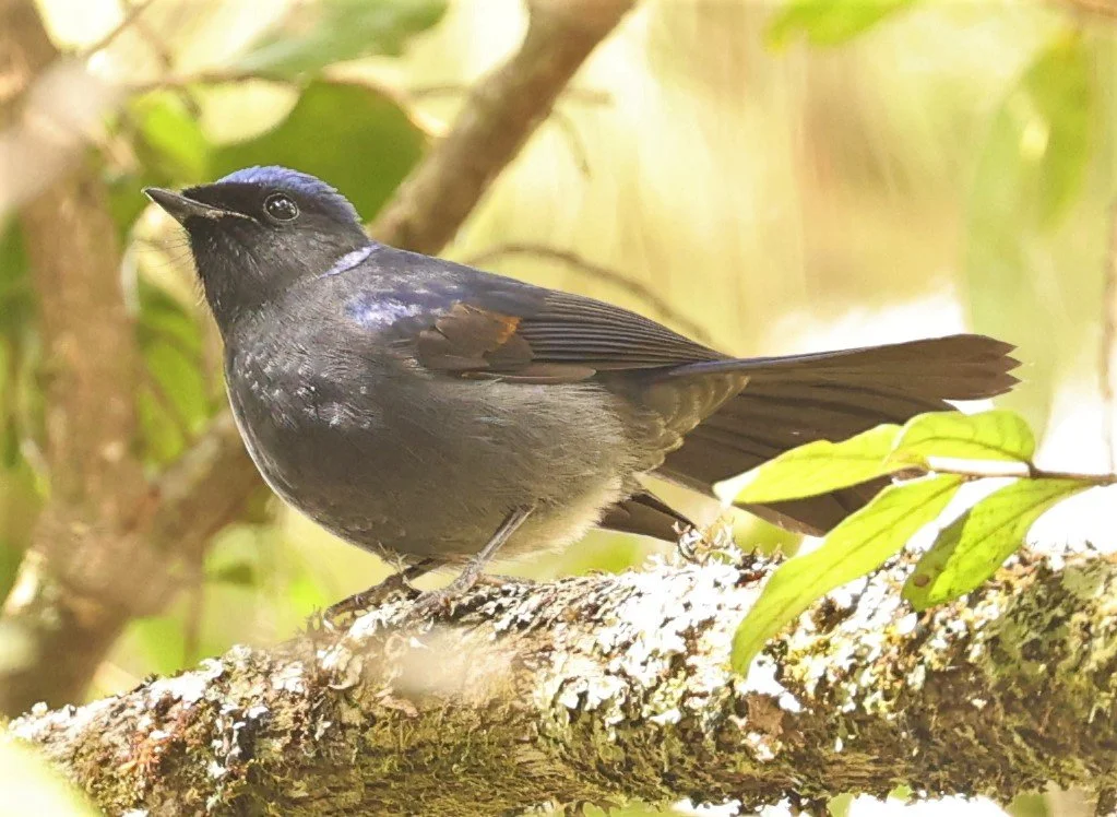 NILTAVA - LARGE NILTAVA - Niltava grandis - KIEW LOM CAMPGROUND, DOI PHA HOM POK NATIONAL PARK CHIANG MAI  (4).jpg