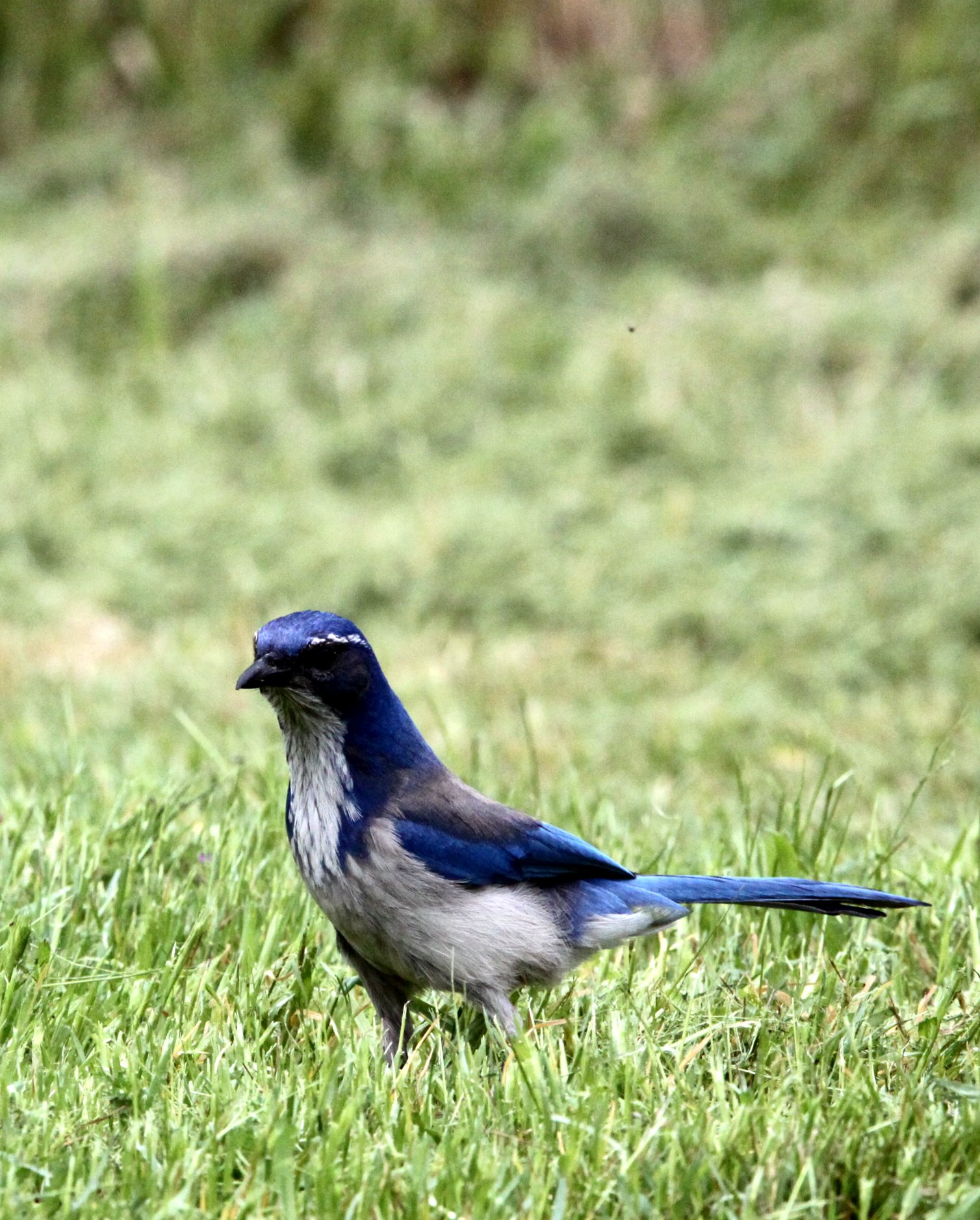 BIRD - JAY - SCRUB JAY - PINNACLES NATIONAL MONUMENT CALIFORNIA (2).JPG