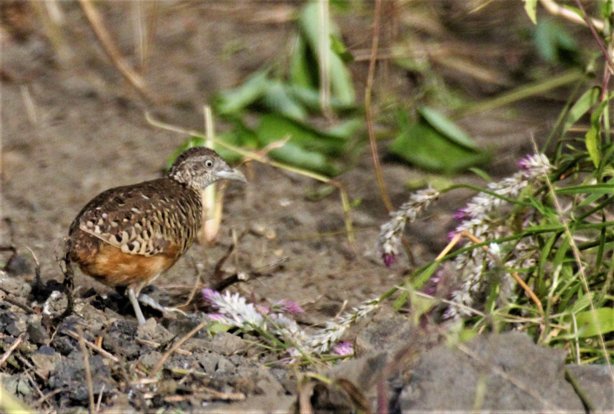BUTTONQUAIL - BARRED BUTTONQUAIL - Turnix suscitator - PHANG NGA VIEWPOINT RESORT  (8).JPG