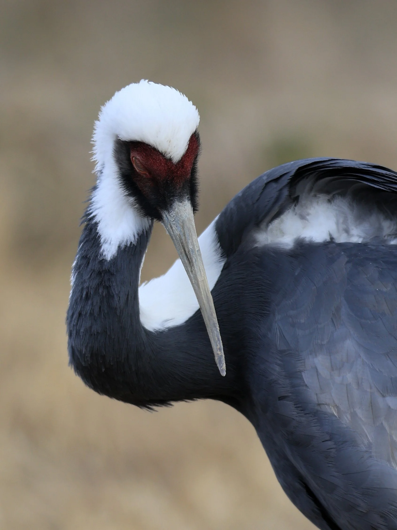 White-naped Crane (Antigone vipio) Izumi Crane Park & Center, Izumi Kagoshima Kyushu Japan (561).jpg