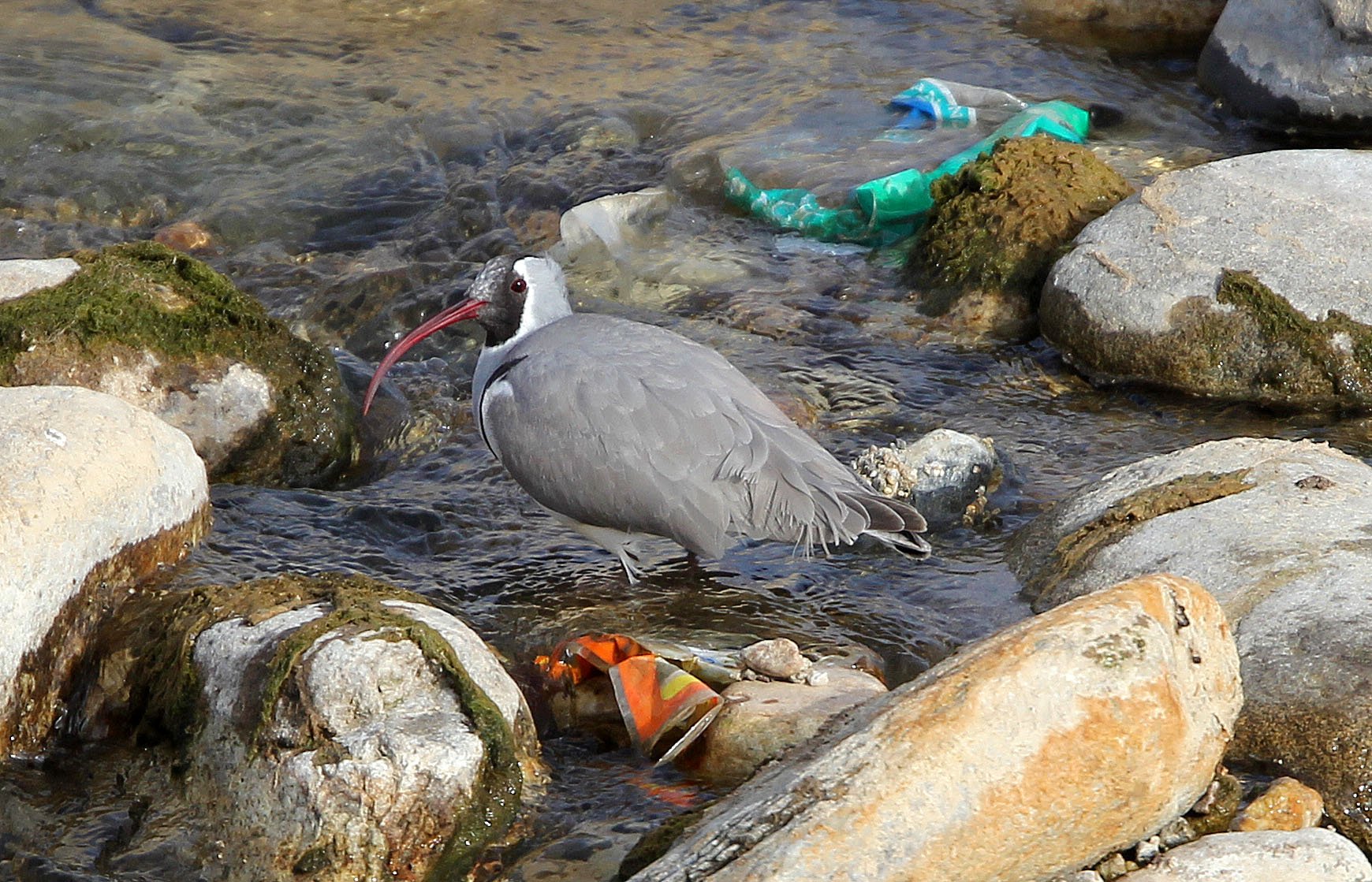 BIRD - IBISBILL - FOPING CITY, SHAANXI CHINA (16).JPG
