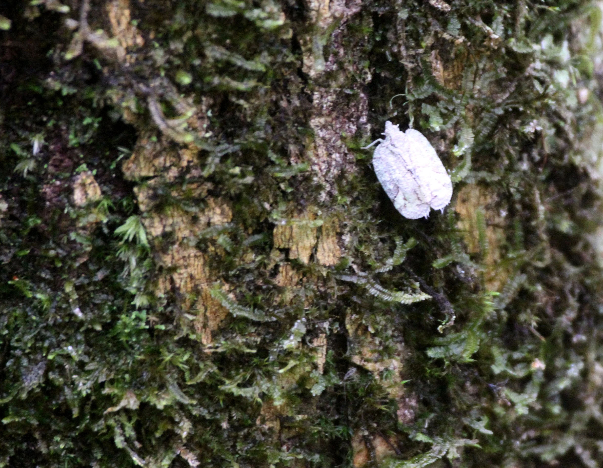 Eurybrachidae (Thessitus sp) - Andisabe NP, Madagascar