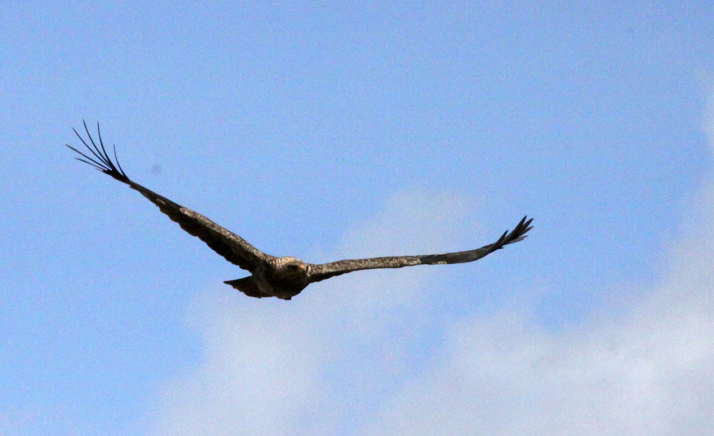 Aquila rapax - TAWNY EAGLE - BALE MOUNTAINS NATIONAL PARK ETHIOPIA (38).JPG