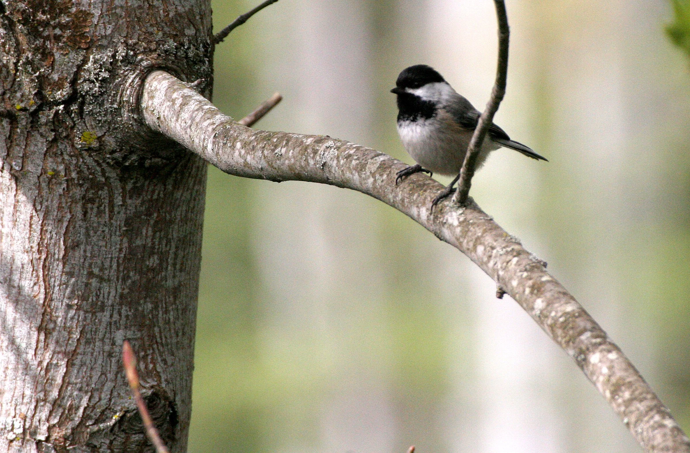 Black-capped chickadee (Poecile atricapillus) Dungeness River NWR, Olympic Peninsula Washington (17).JPG
