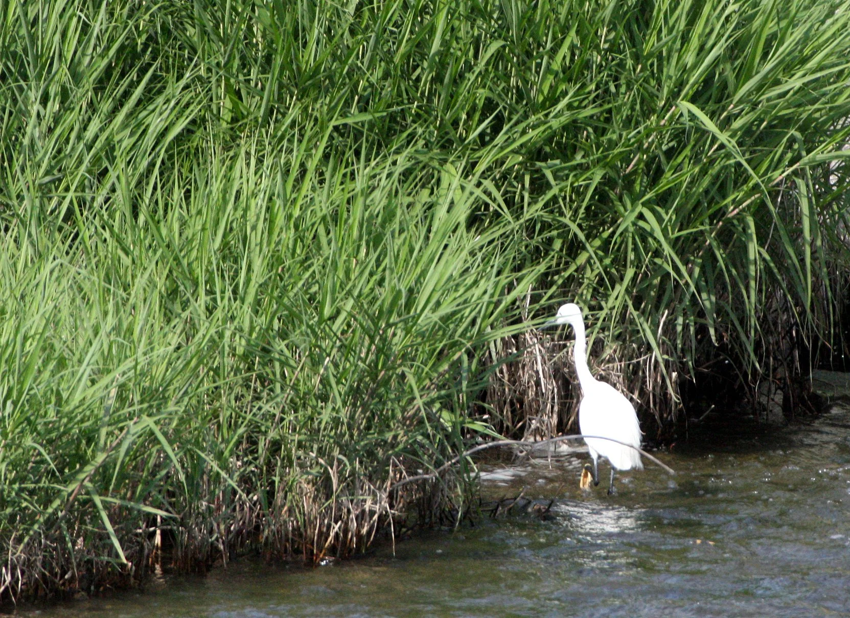 EGRET - LITTLE EGRET- Egretta garzetta - KYOTO JAPAN.JPG