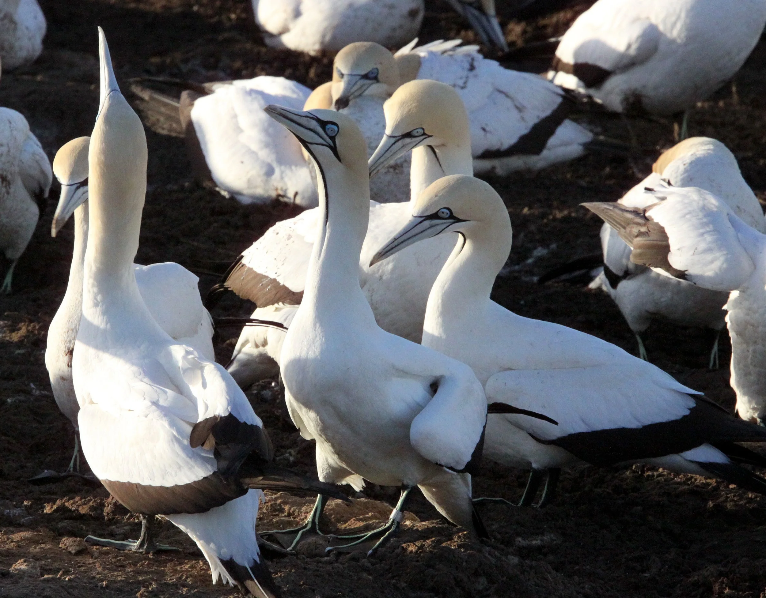 Cape gannet (Morus capensis) Lambert's Bay South Africa (57).JPG