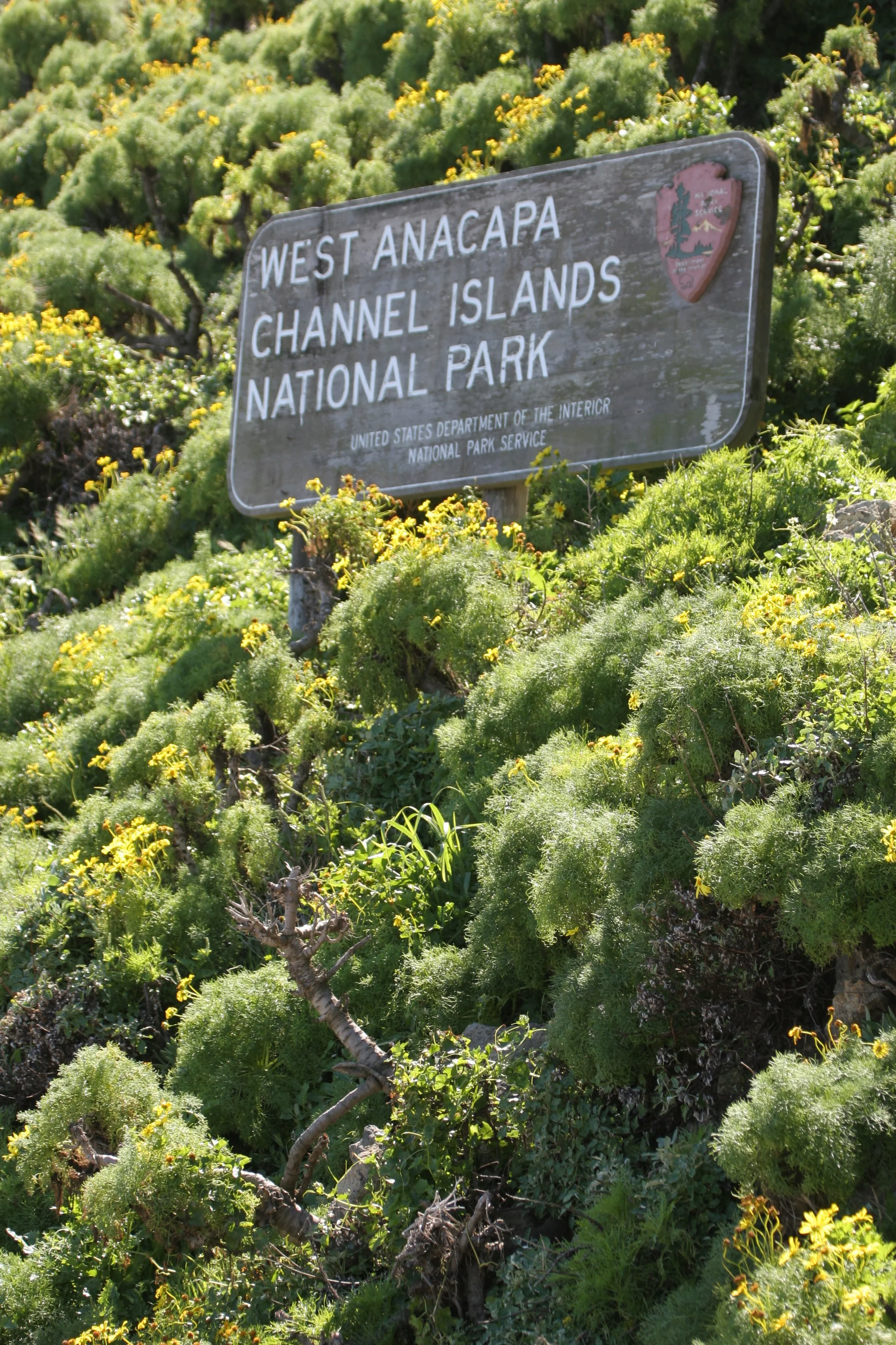 CALIFORNIA - CHANNEL ISLANDS NP - ANACAPA ISLAND - SIGN (2).jpg