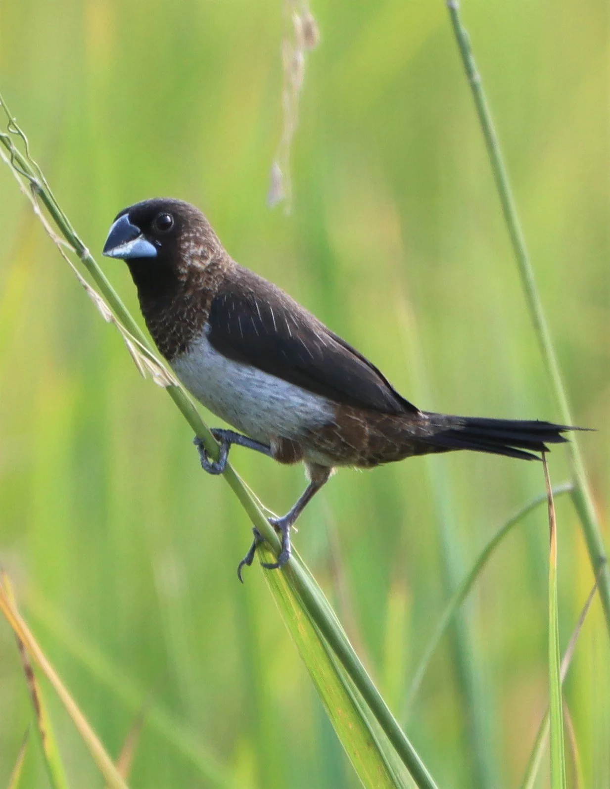 MUNIA - WHITE-RUMPED MUNIA - Lonchura striata - LAT KRABANG WETLANDS NEAR BANGKOK (5).jpg