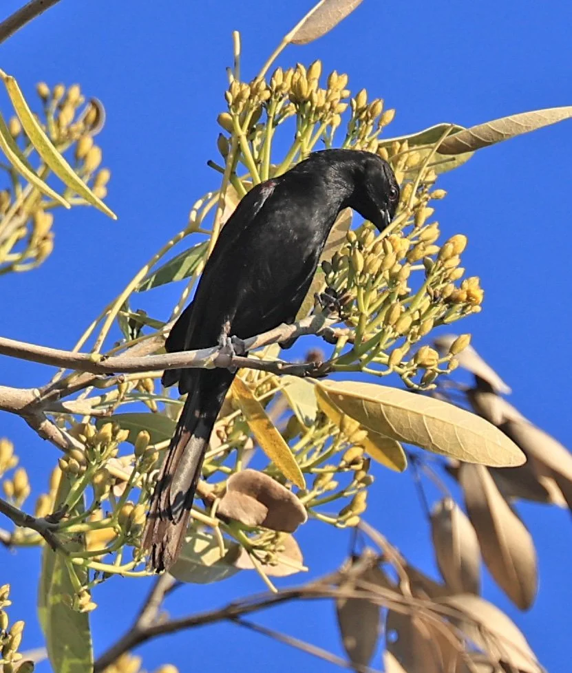 Variable Oriole (Icterus pyrrhopterus) Estancia Campo'í Paraguay (61).jpg