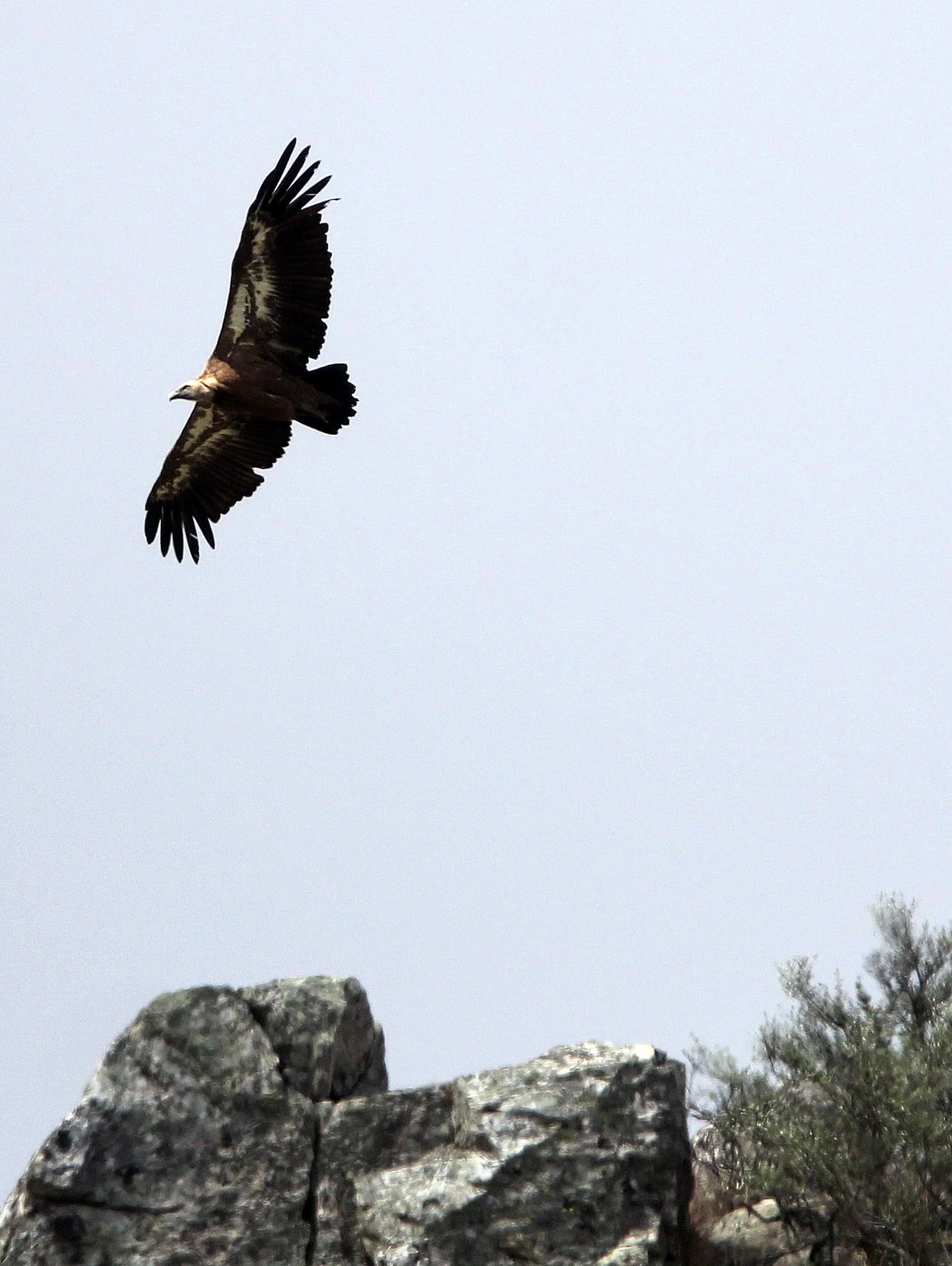 Gyps fulvus - GRIFFON (EUROPEAN GRIFFON) VULTURE - MONFRAGUE NATIONAL PARK SPAIN (6).JPG
