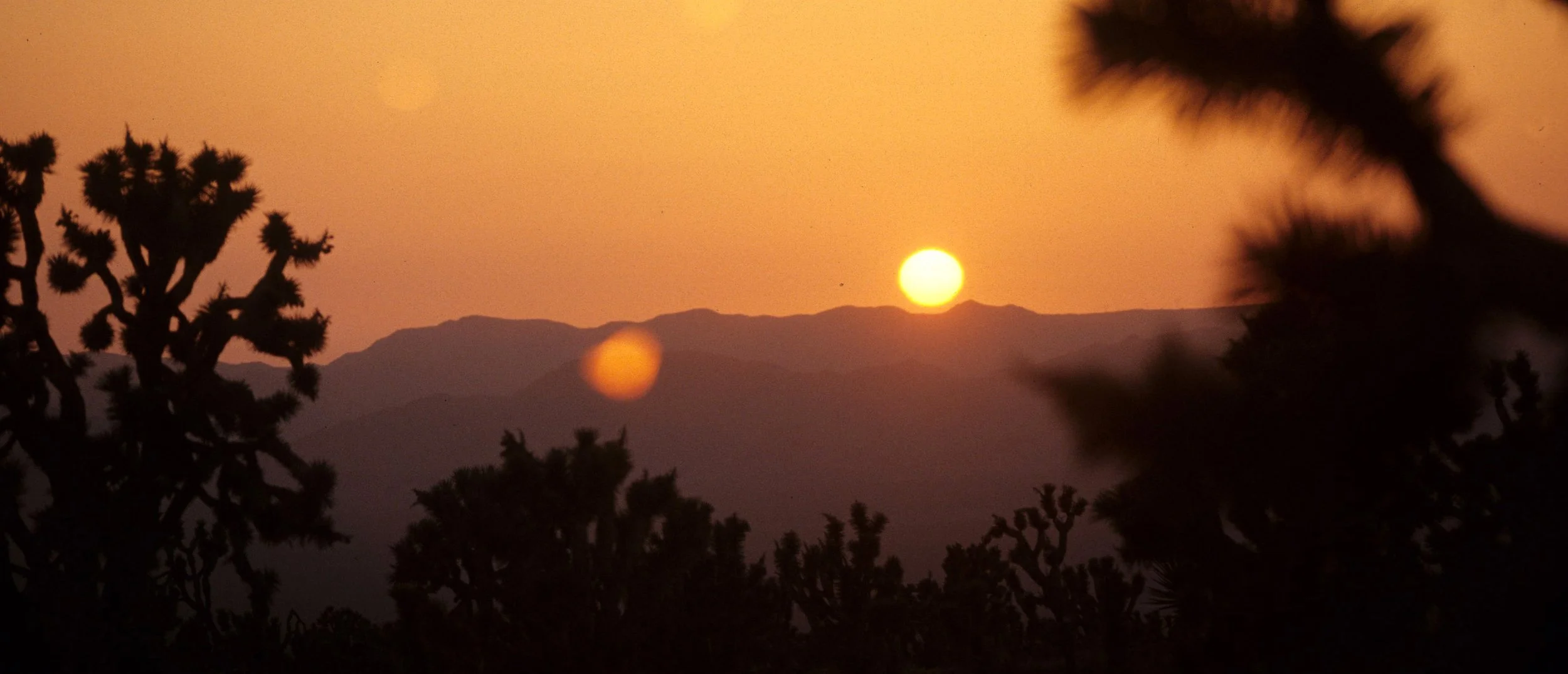 MOJAVE - YUCCA SUNSET E.jpg