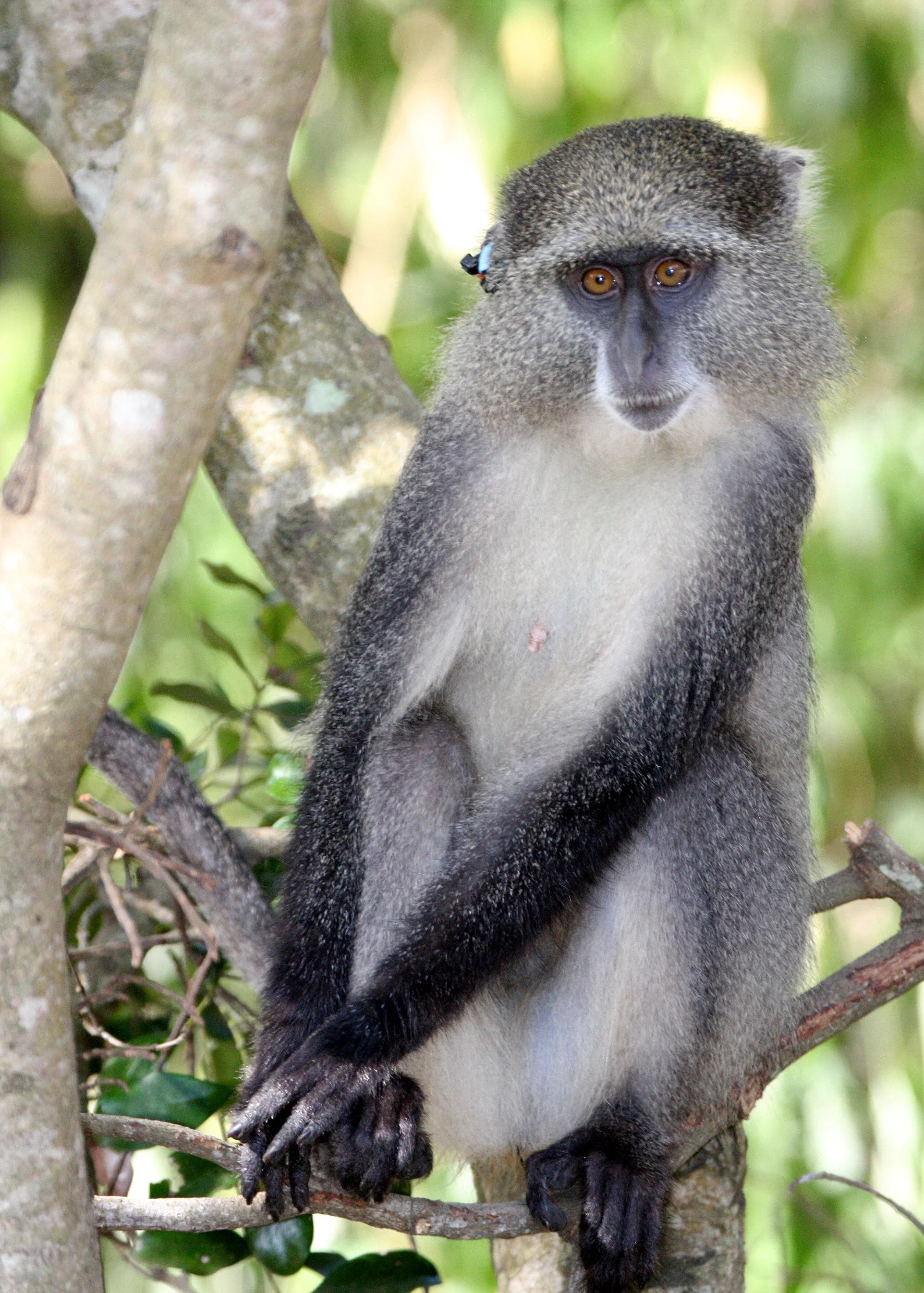 CERCOPITHECIDAE - Cercopithecus albogularis erythrachus - SAINT LUCIA SAMANGO MONKEY - SAINT LUCIA WETLANDS RESERVE - SOUTH AFRICA (3).JPG