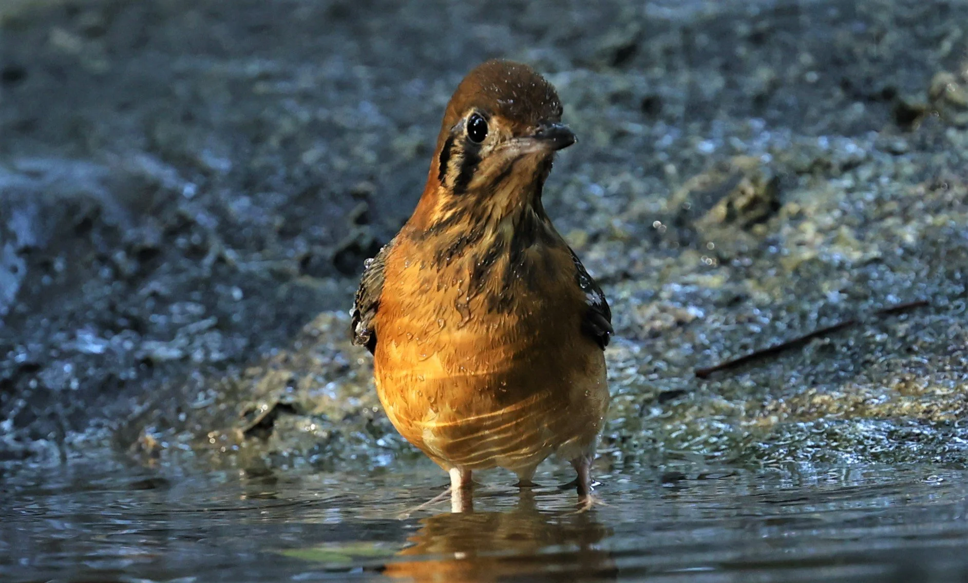 Orange-headed Thrush (Zoothera citrina) Wat Tham Prathum Chonburi Thailand (18).jpg
